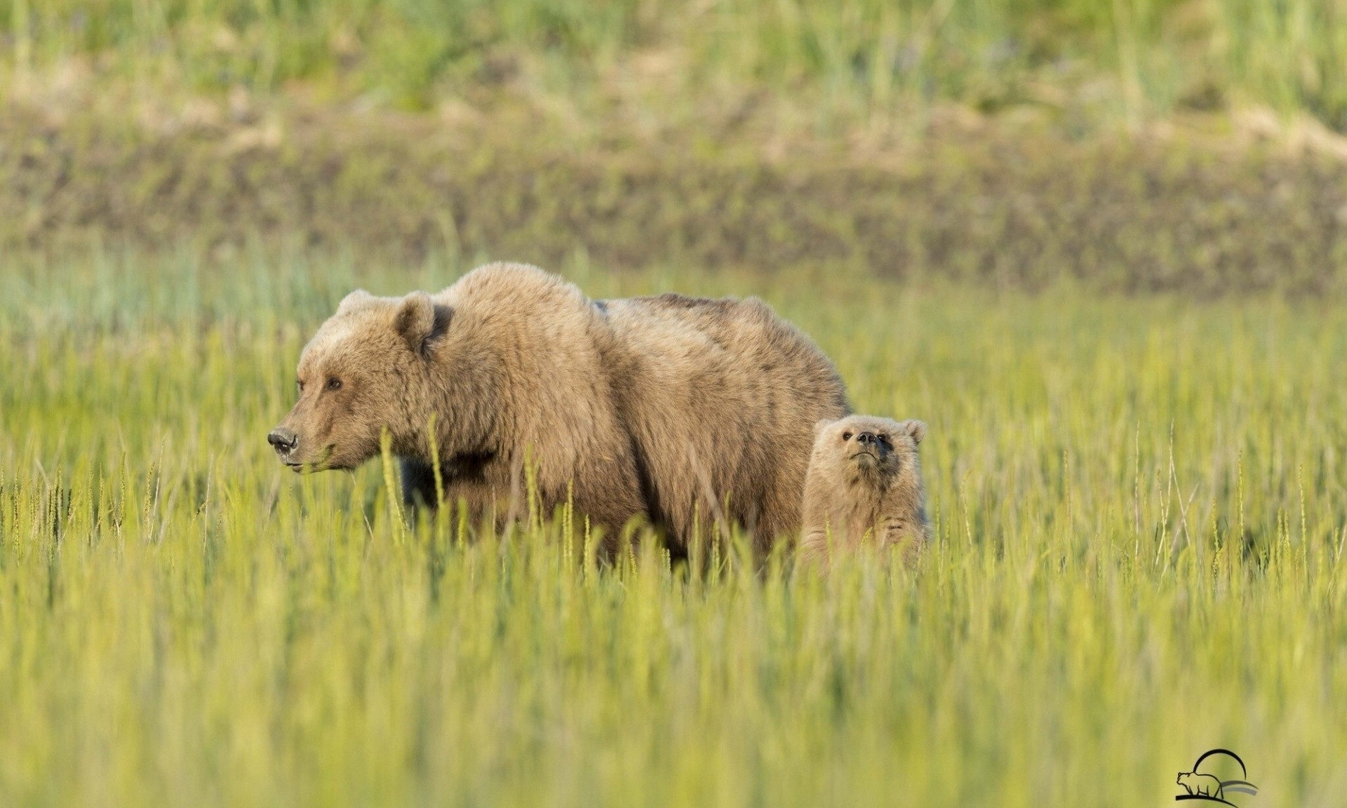 ours en peluche ours ours prairie herbe