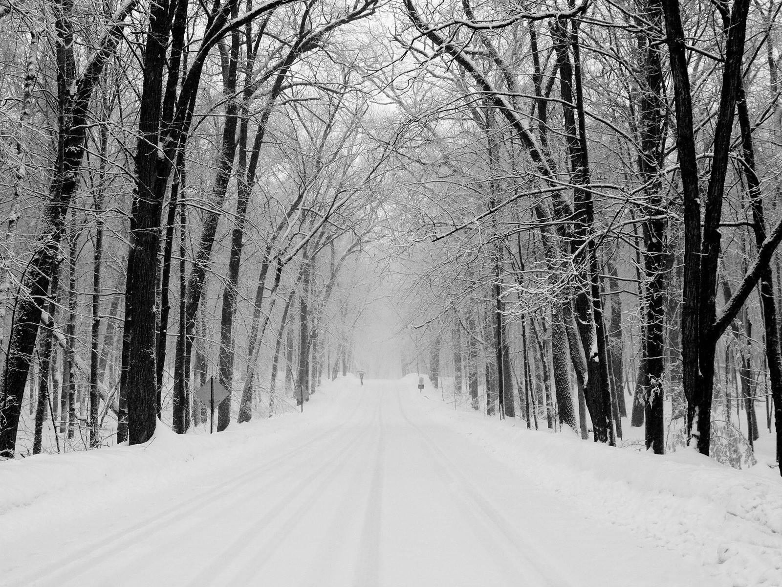 nieve carretera bosque