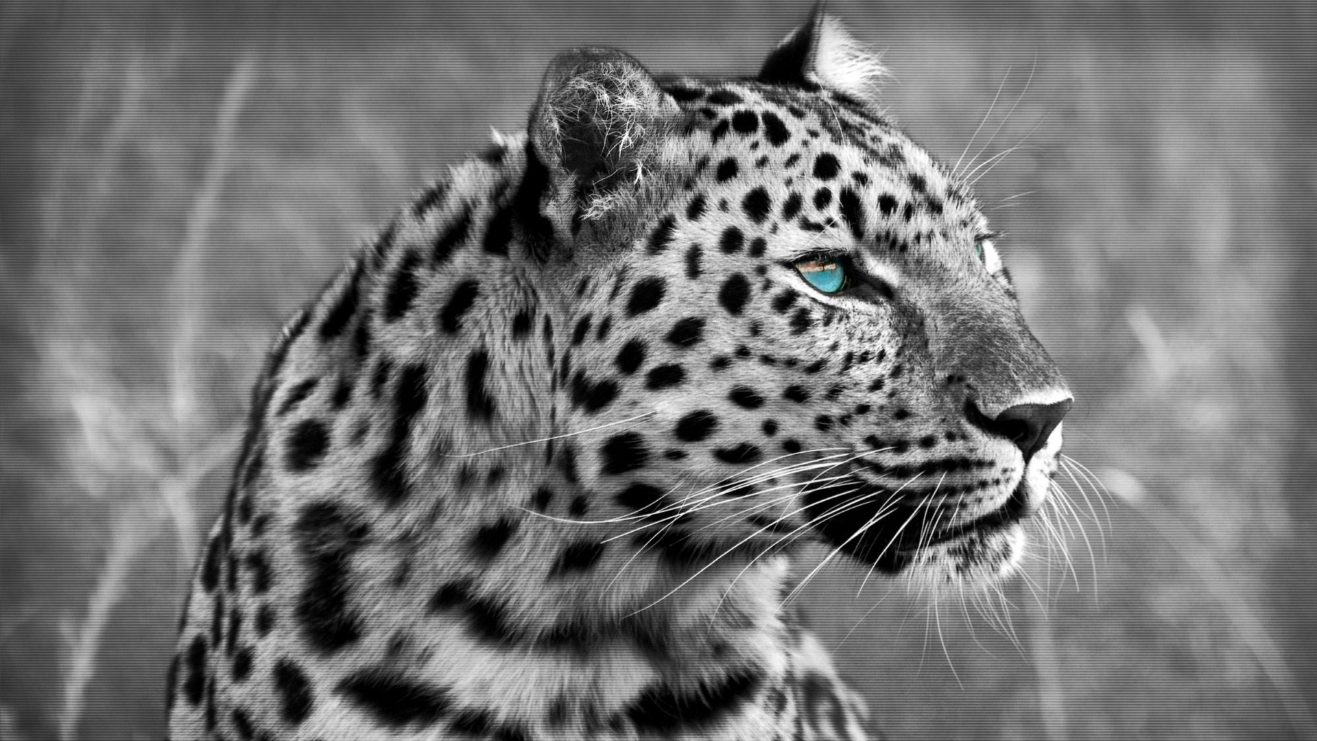 wildkatze zähne leopard augen