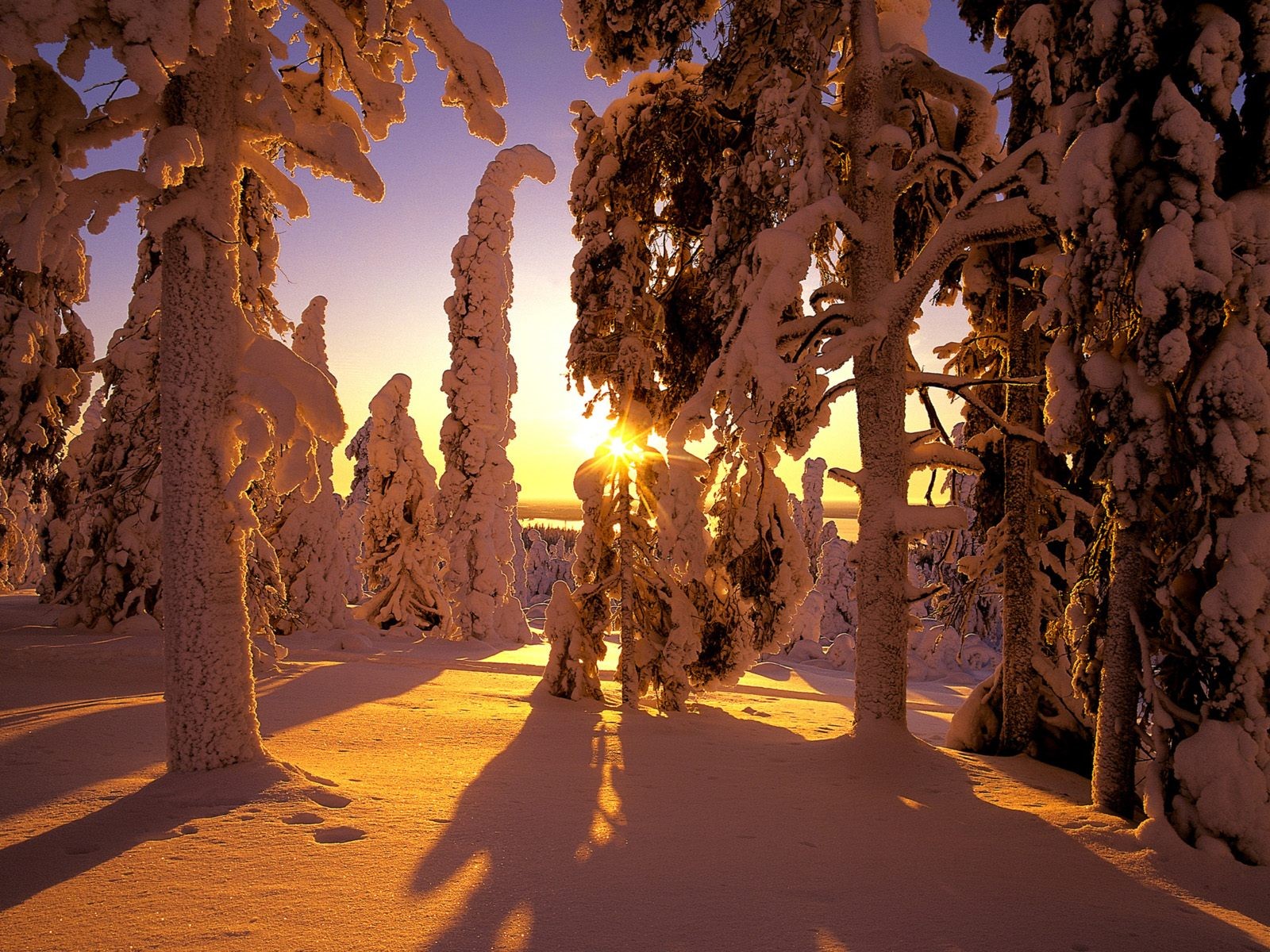 forêt neige hiver ombre