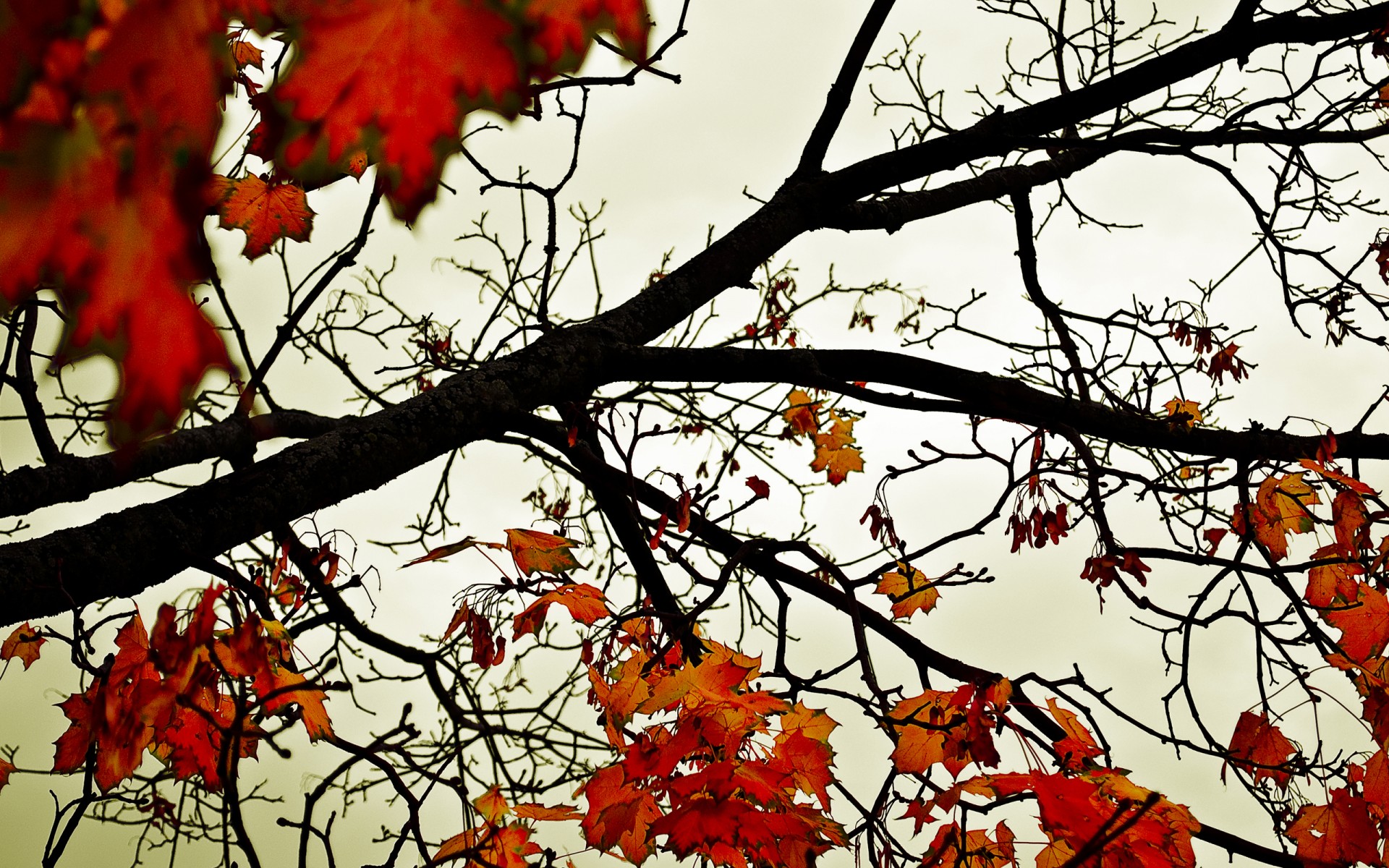 feuilles automne orange ciel arbres