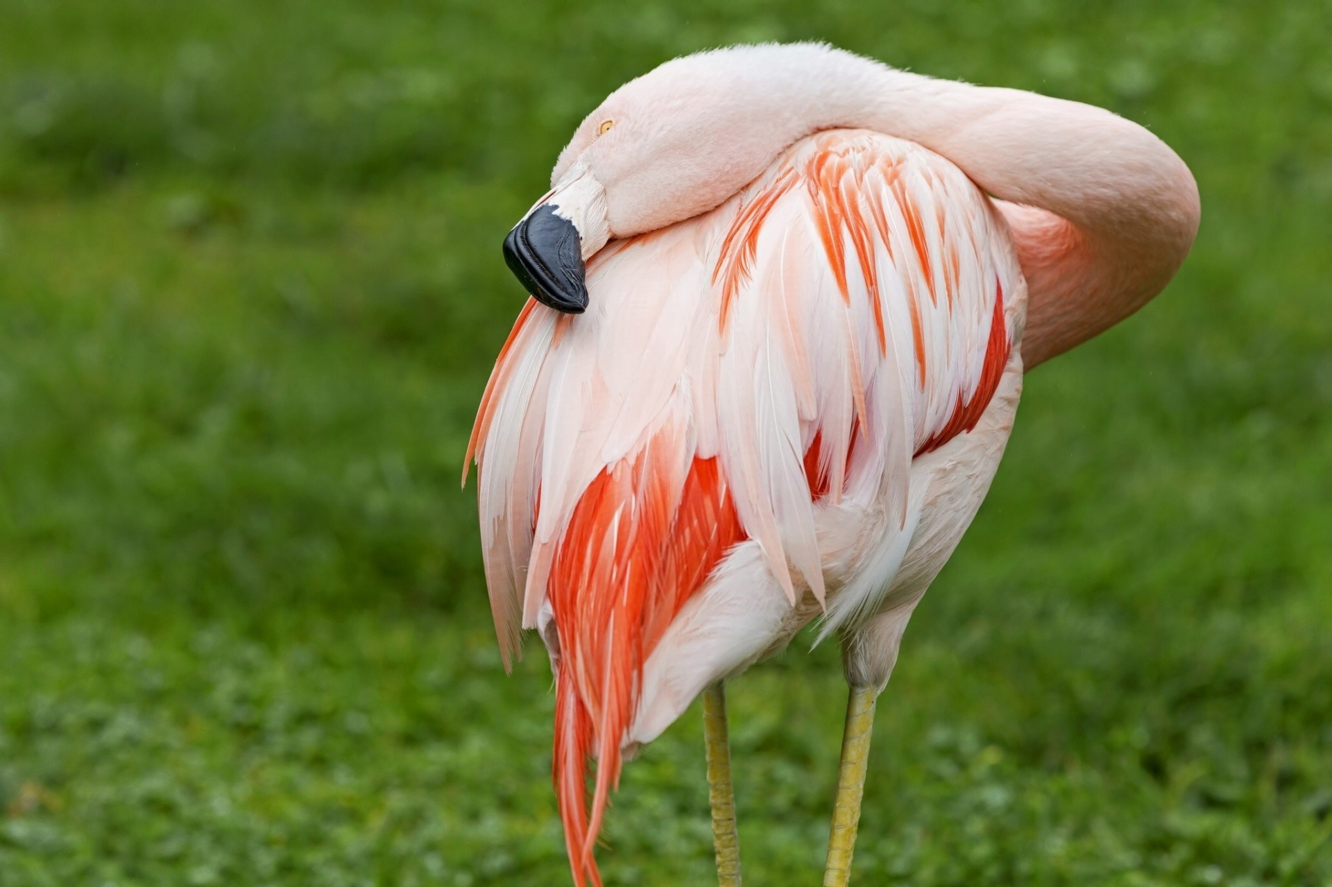 birds vulture flamingo