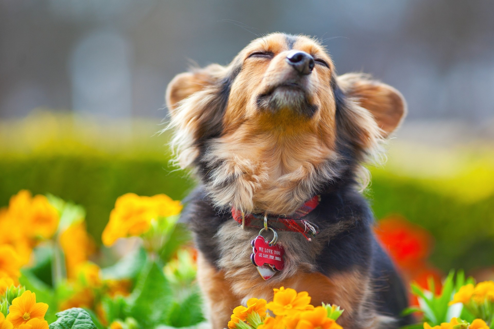 hund blumen kragen shayr-pferd