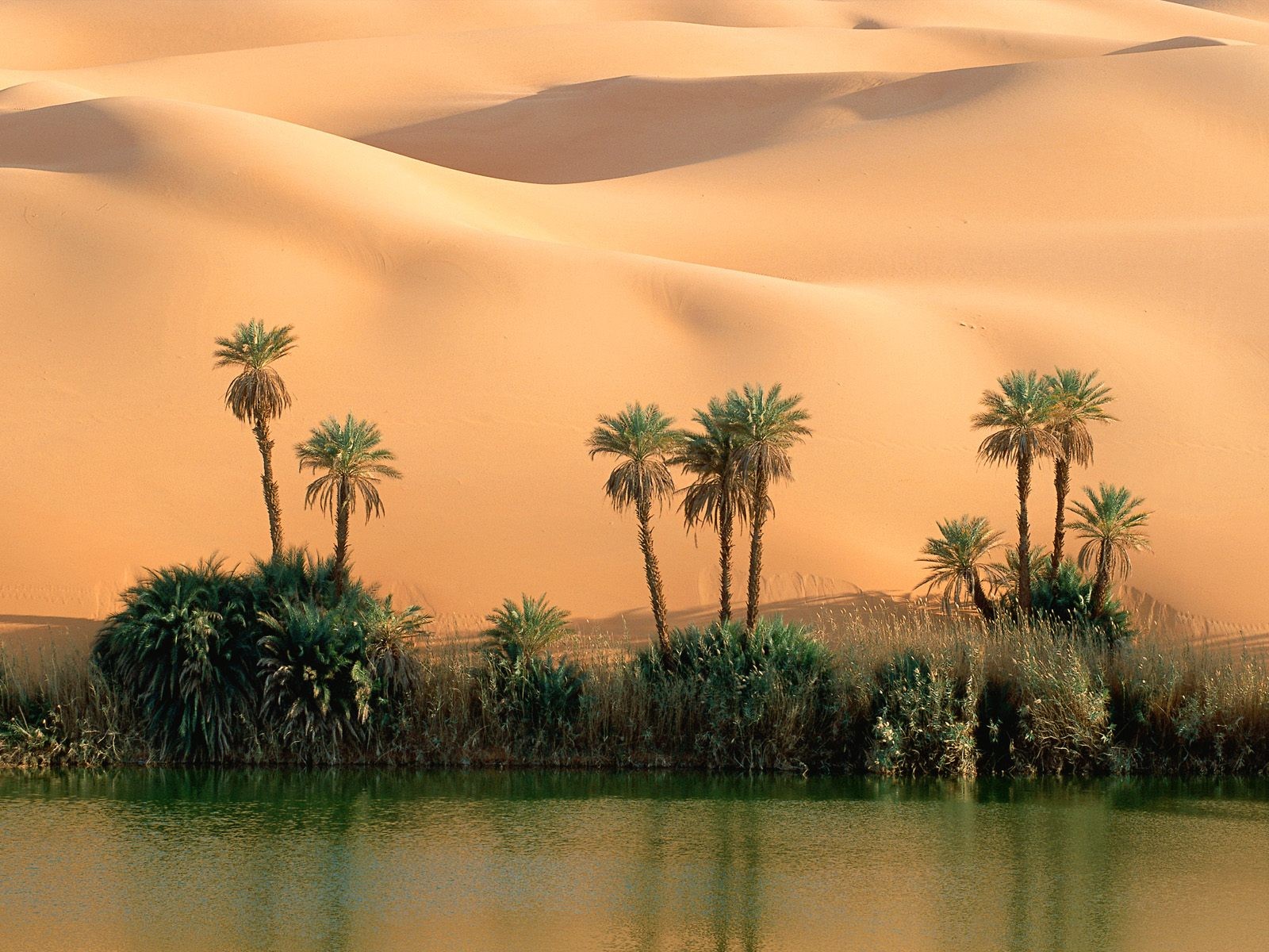 deserto sabbia palme acqua