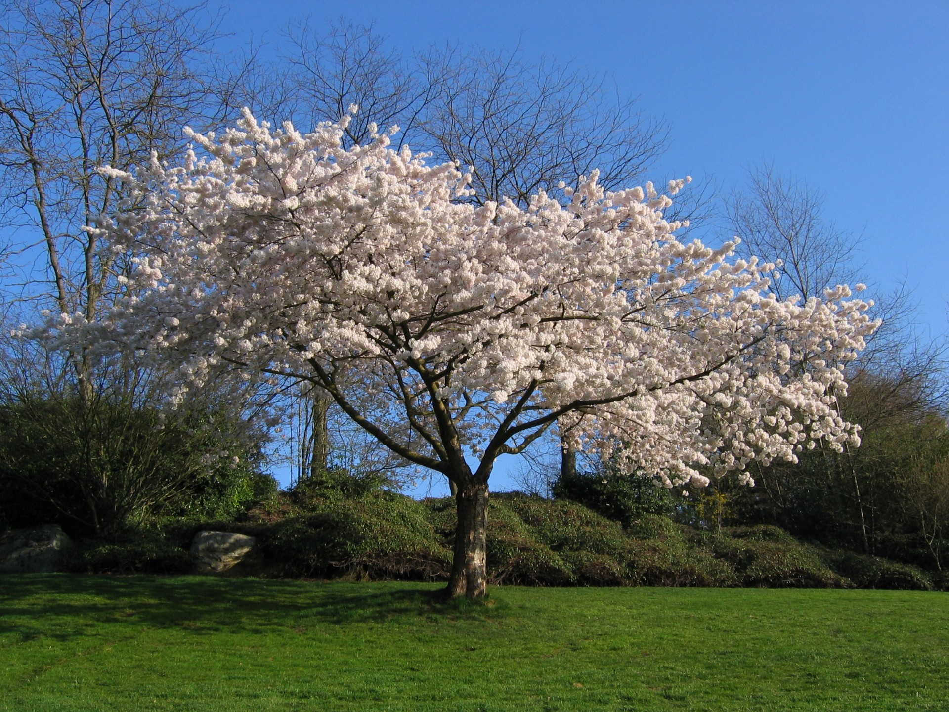 madera sakura cereza blanco