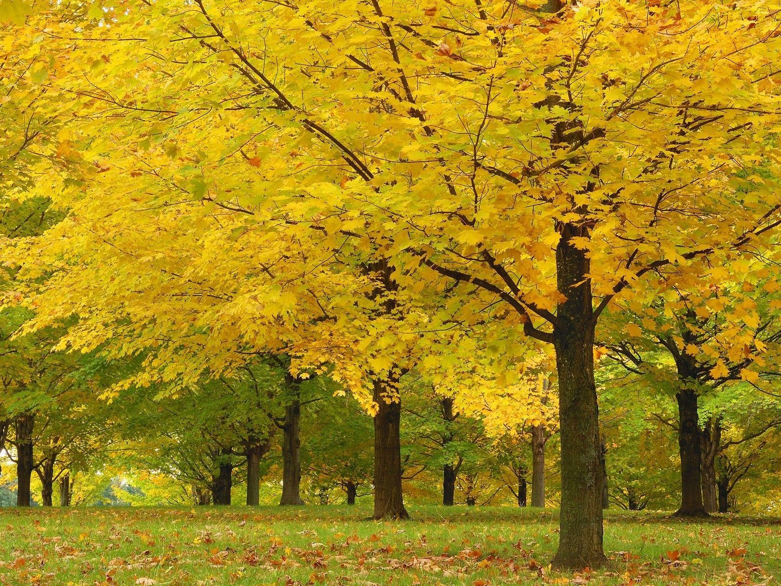 herbst bäume blätter gelb