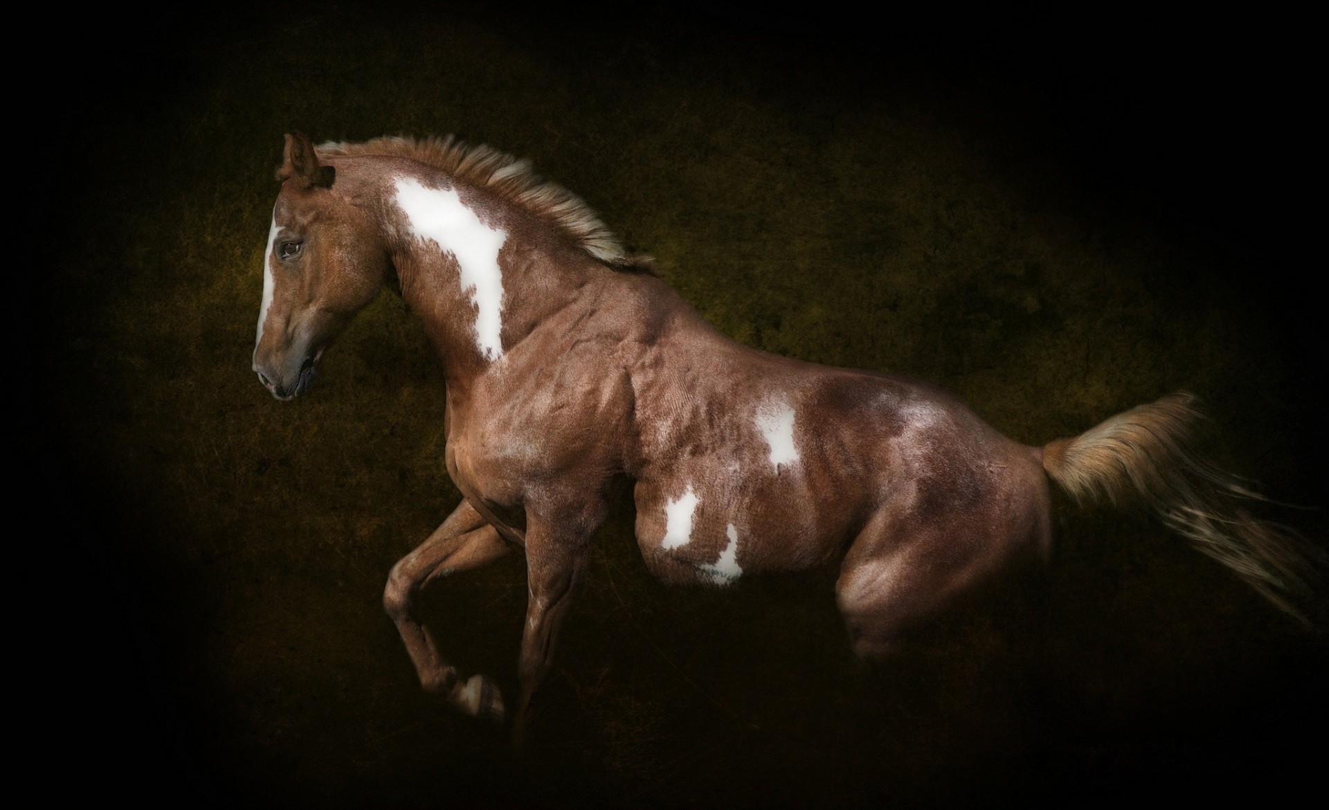 horse dark background