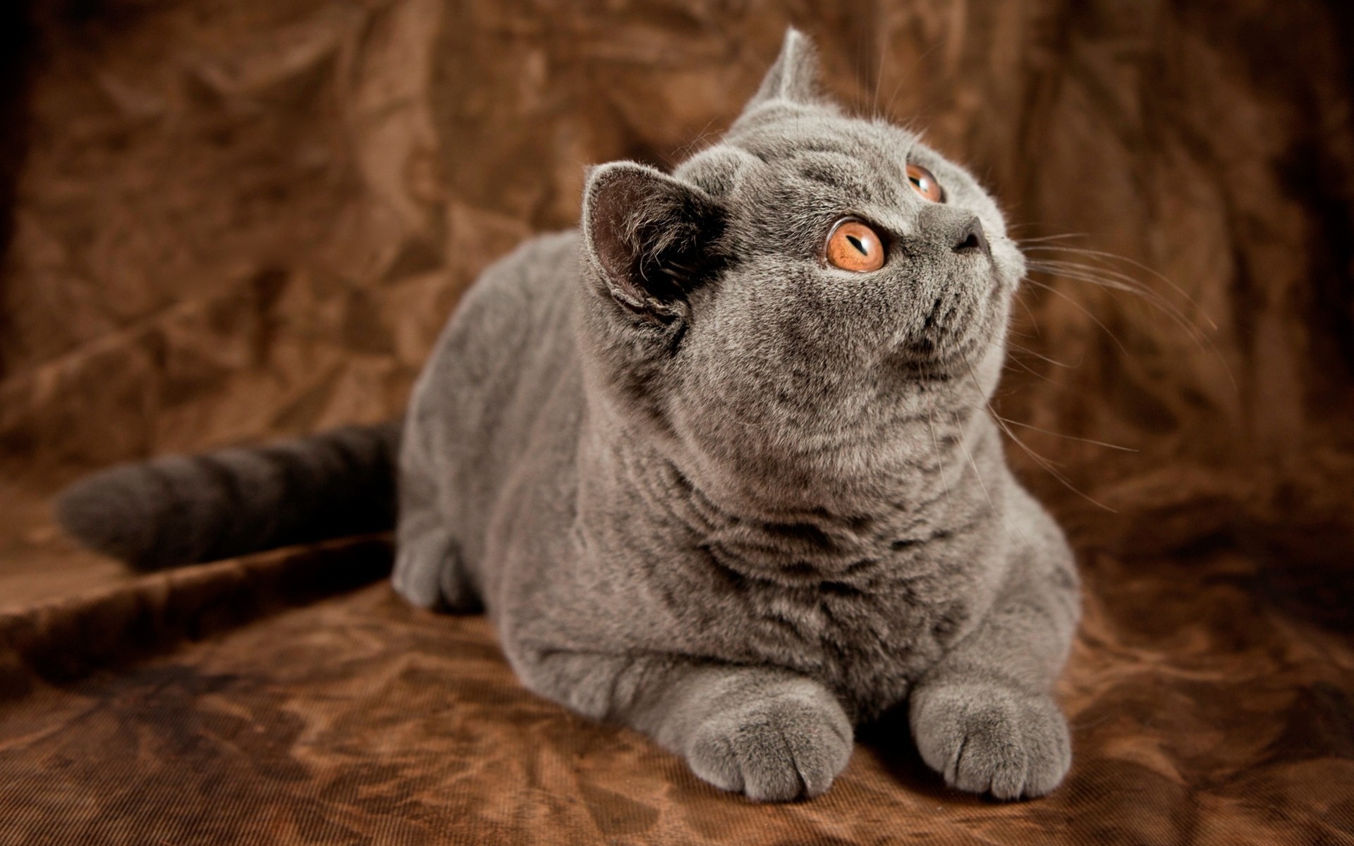 british shorthair kote gatto britannico