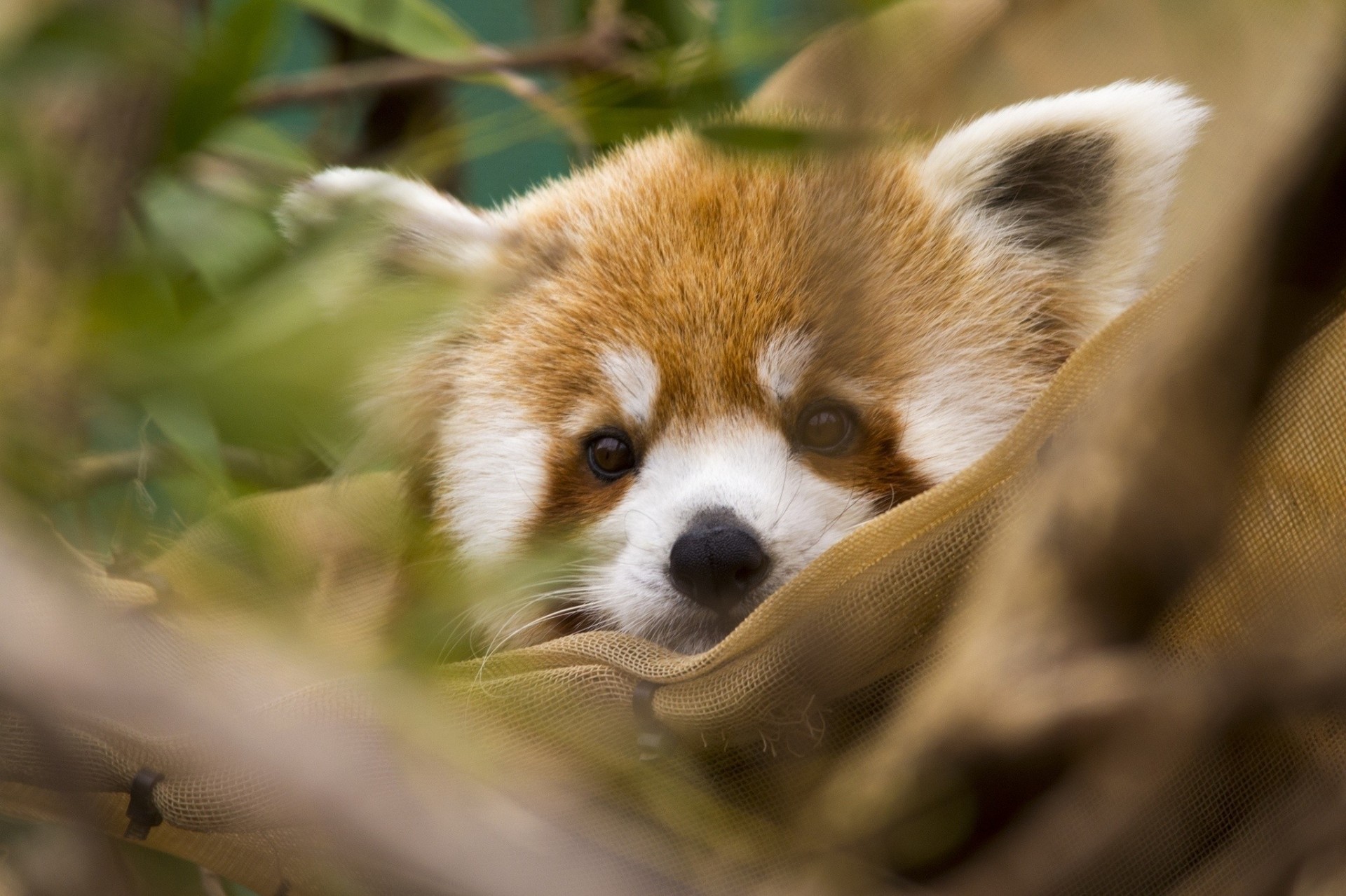 panda rojo caballo de shire