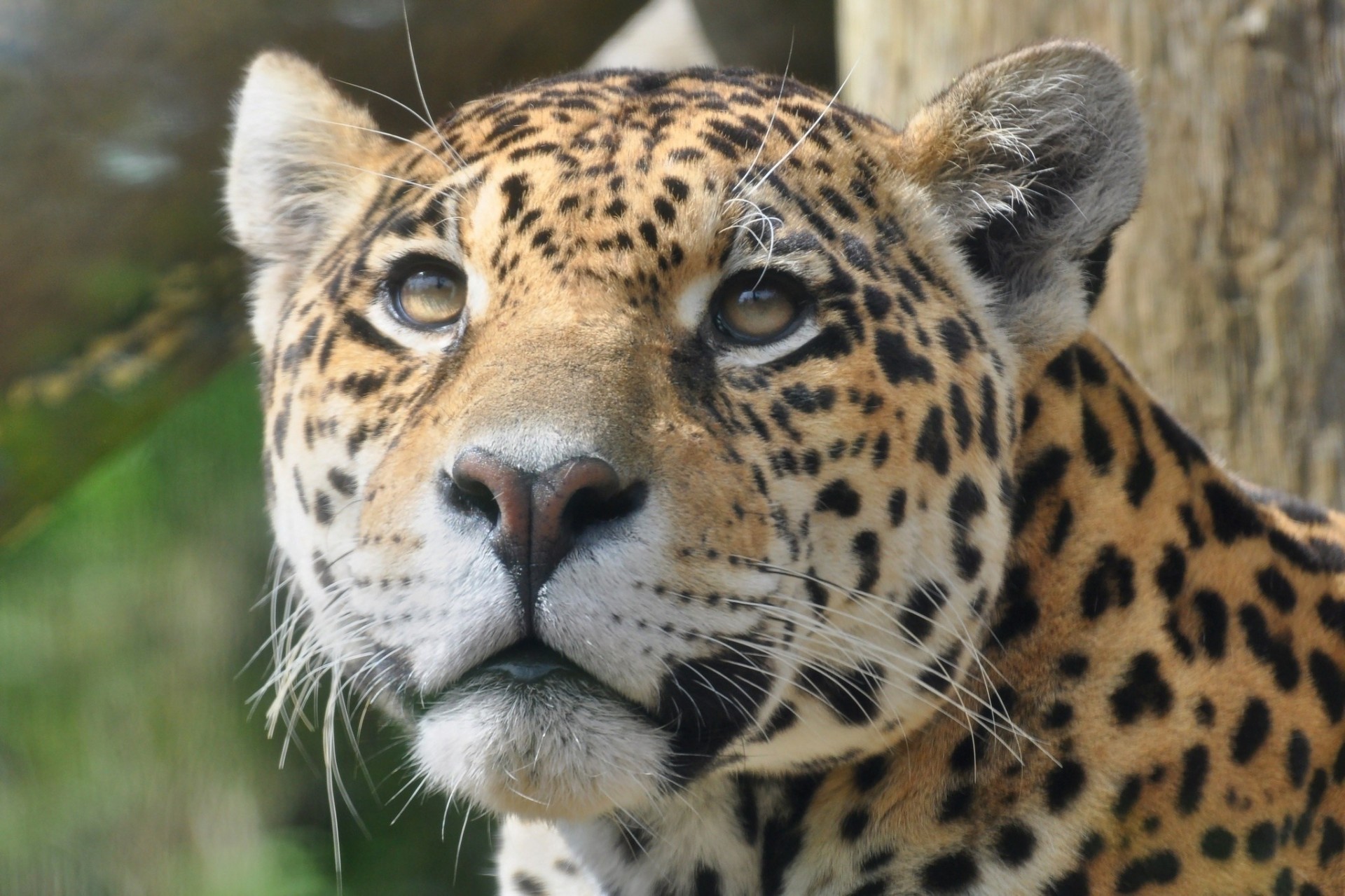 wild cat jaguar teeth