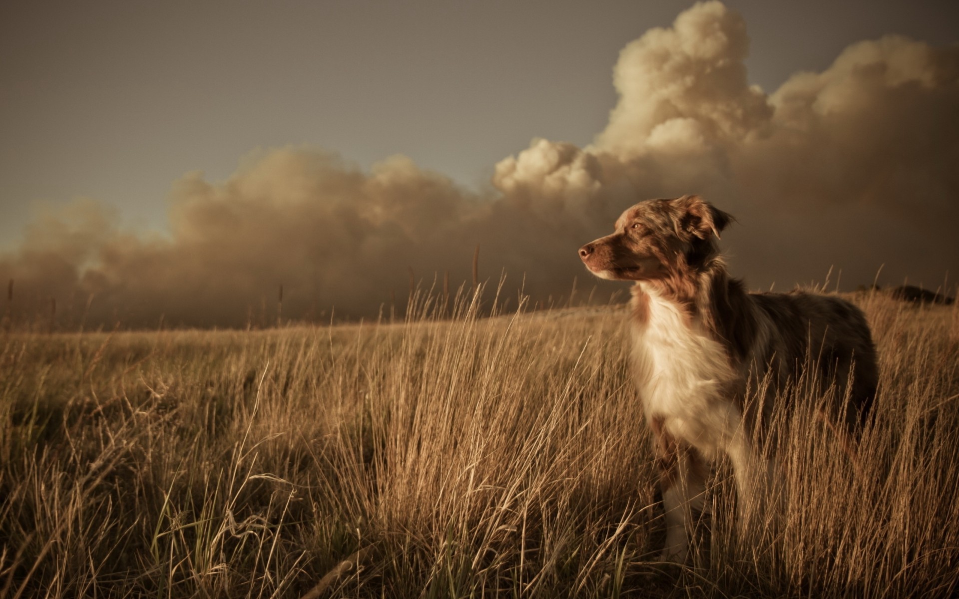 campo cane amico paesaggio tramonto