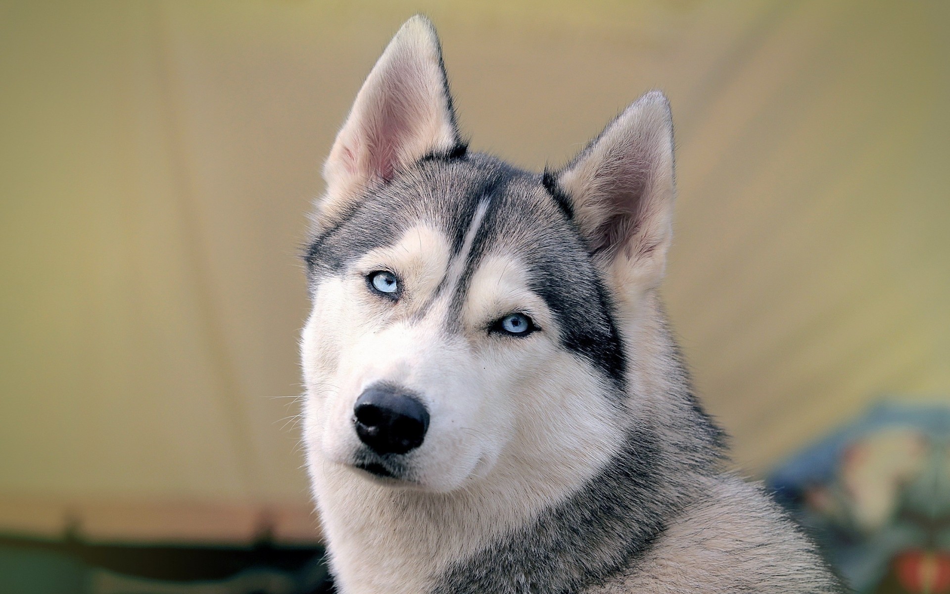 chien dents husky vue