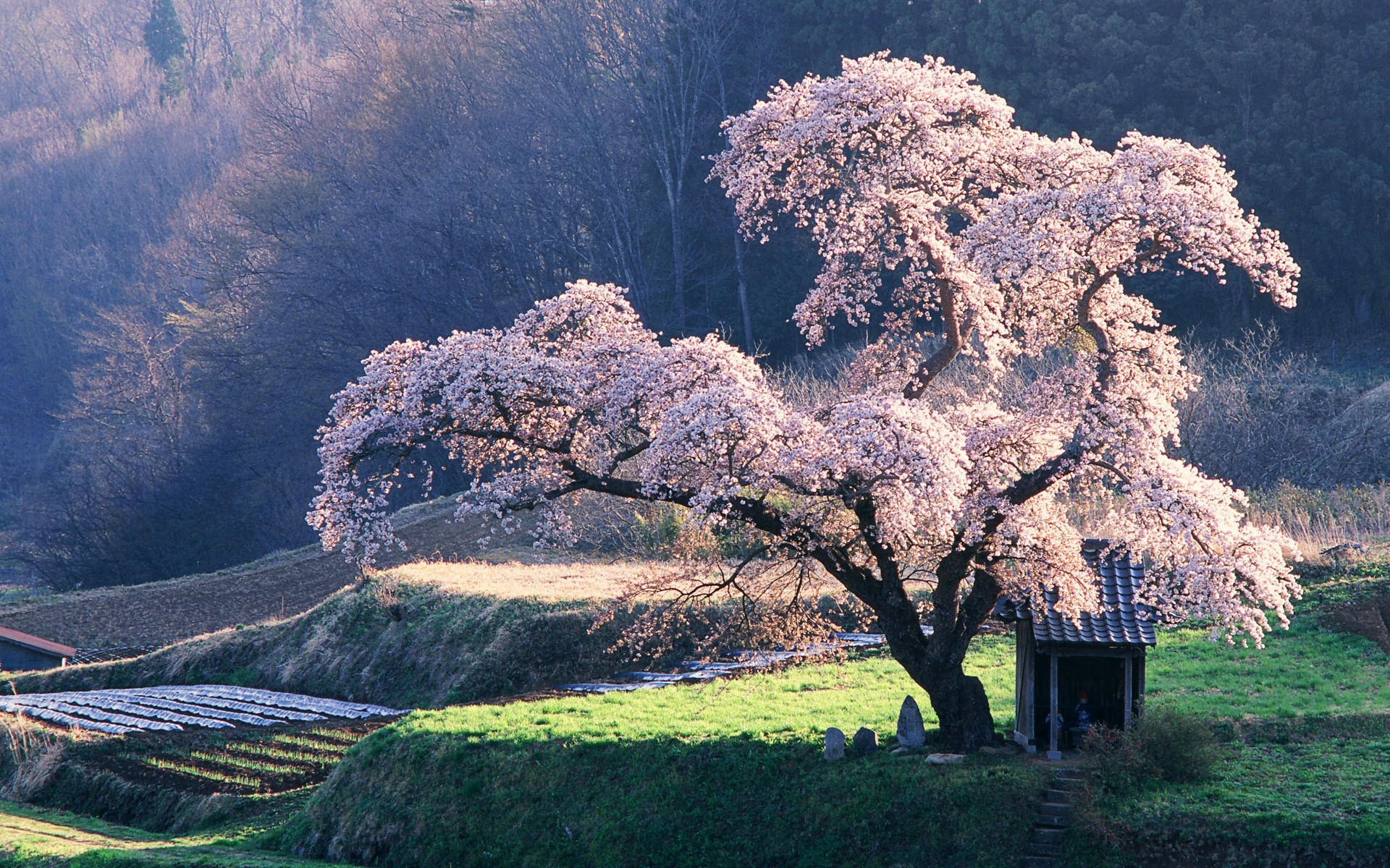 sakura arbre closet