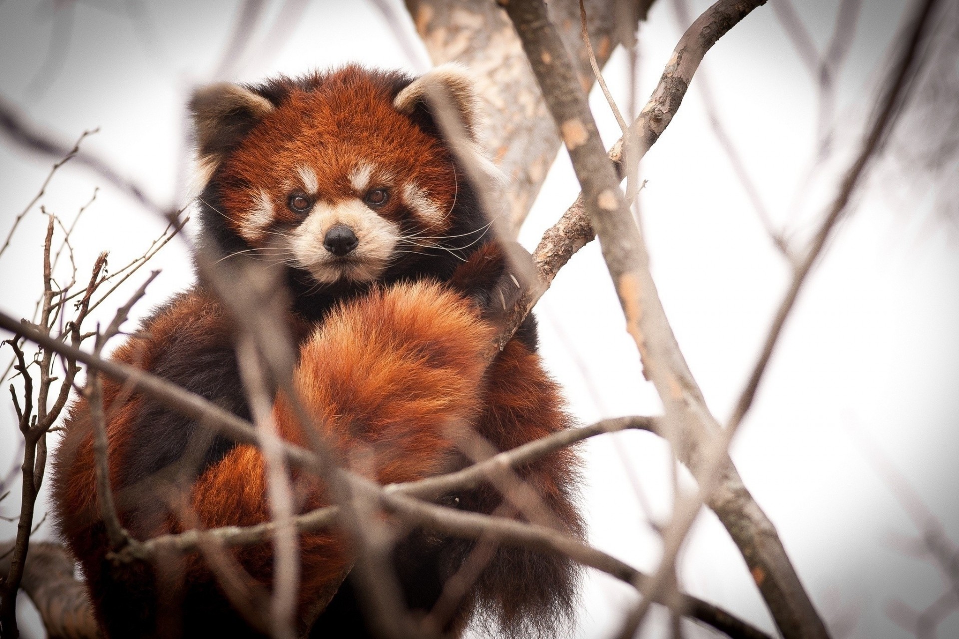 red panda branche