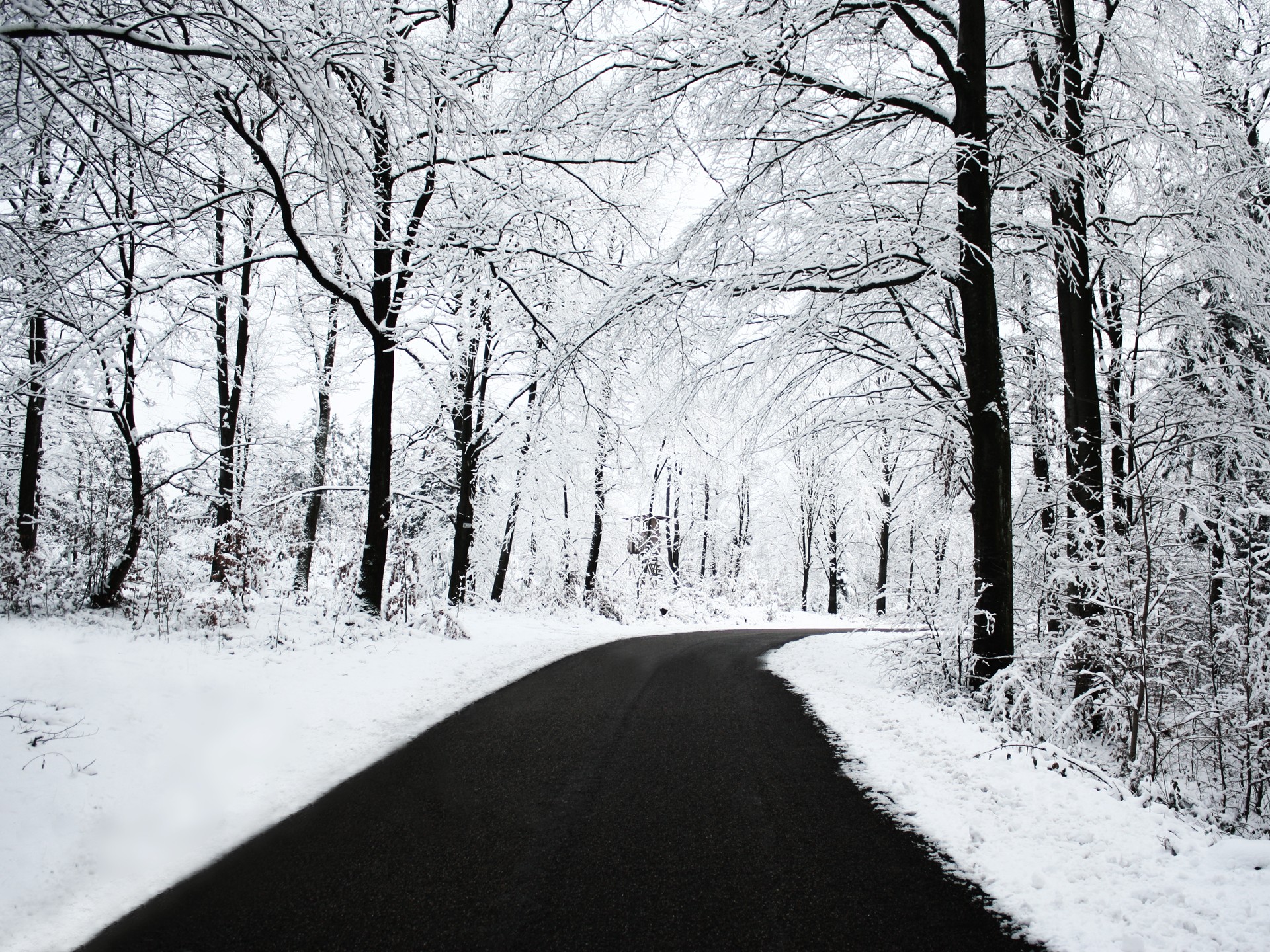 inverno strada foresta neve