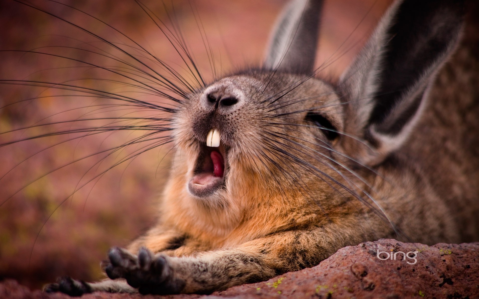 outhern viscacha potyagushki mustache rodent