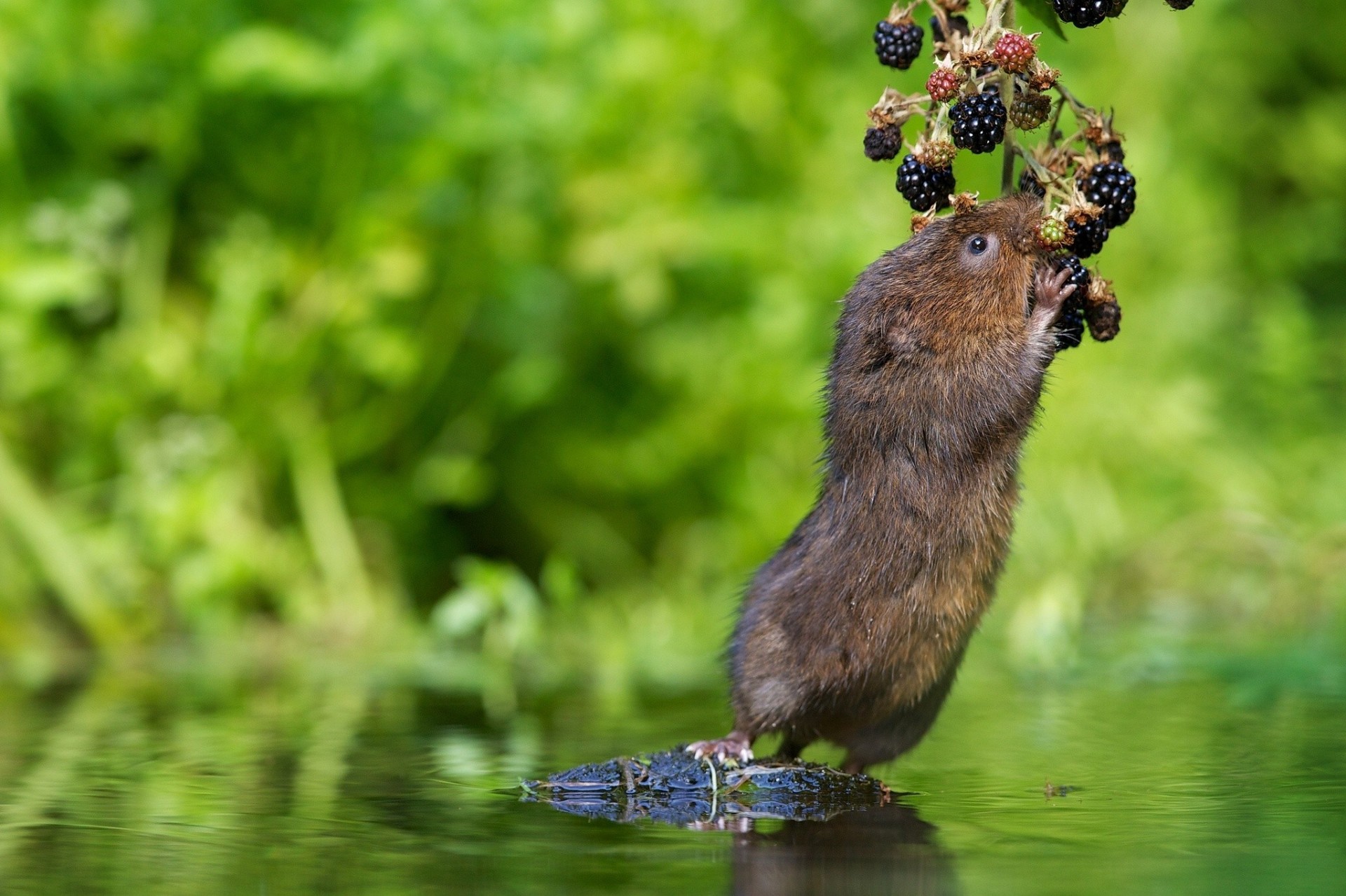 campañol de agua moras bayas agua