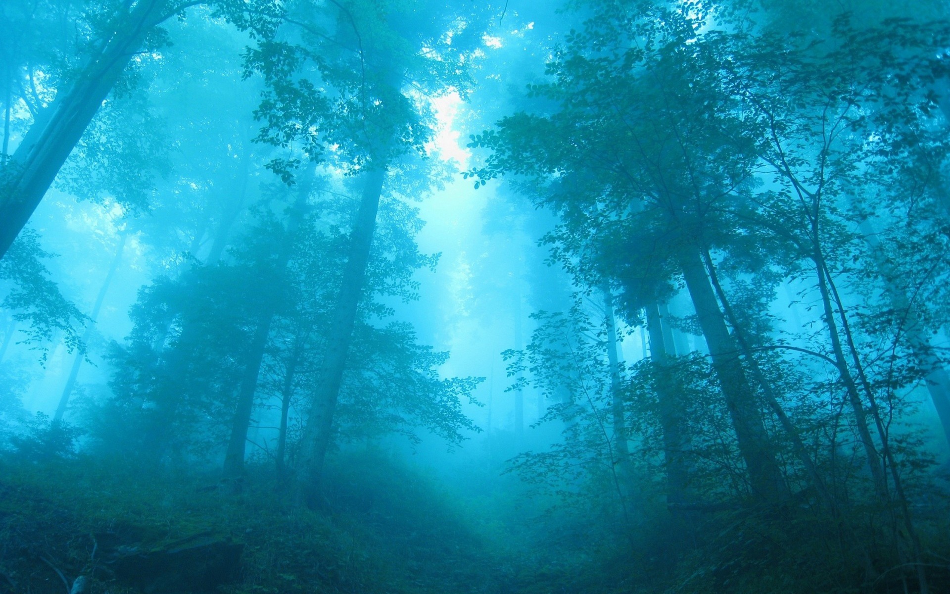 bleu forêt arbres brouillard