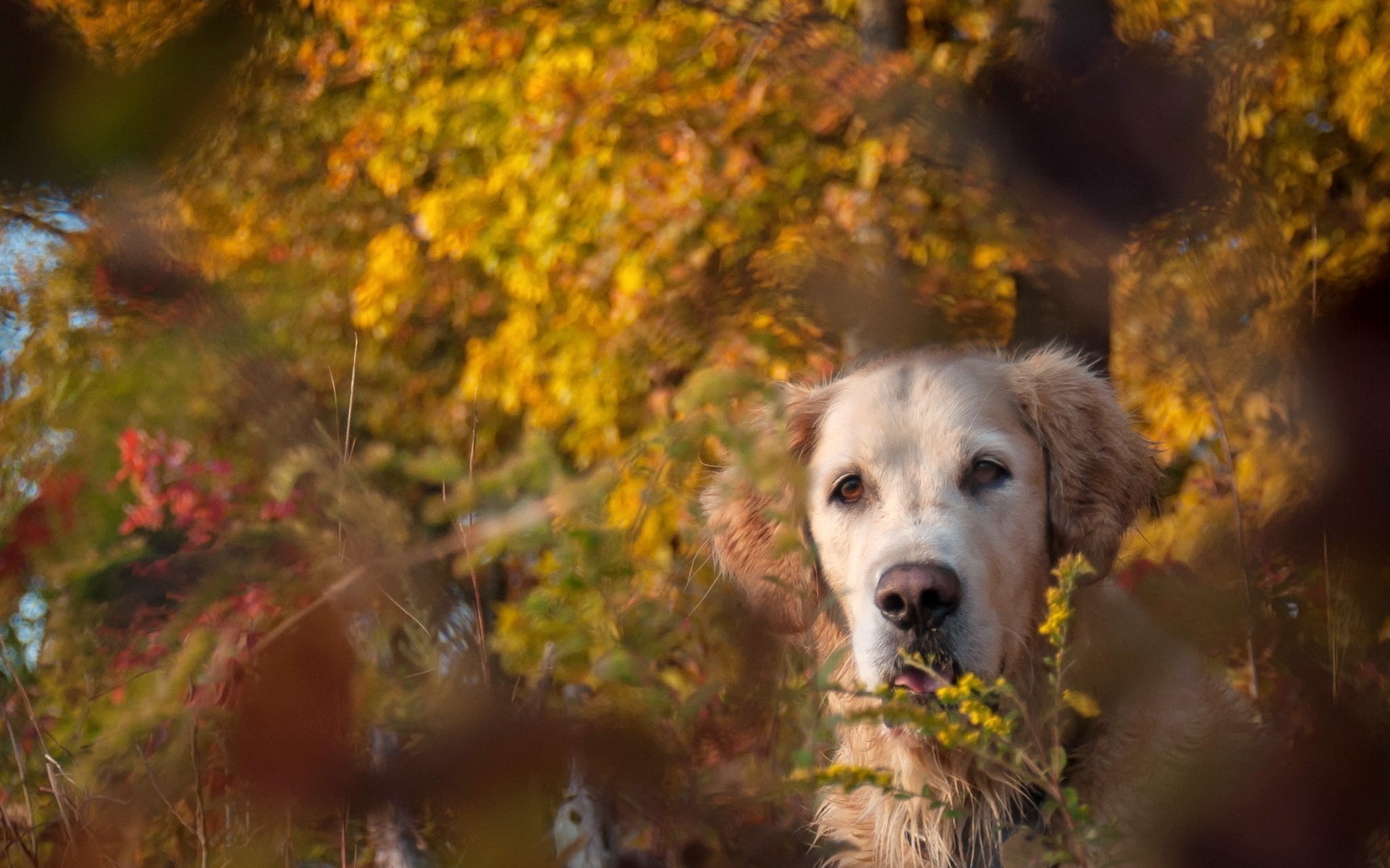 autumn dog other