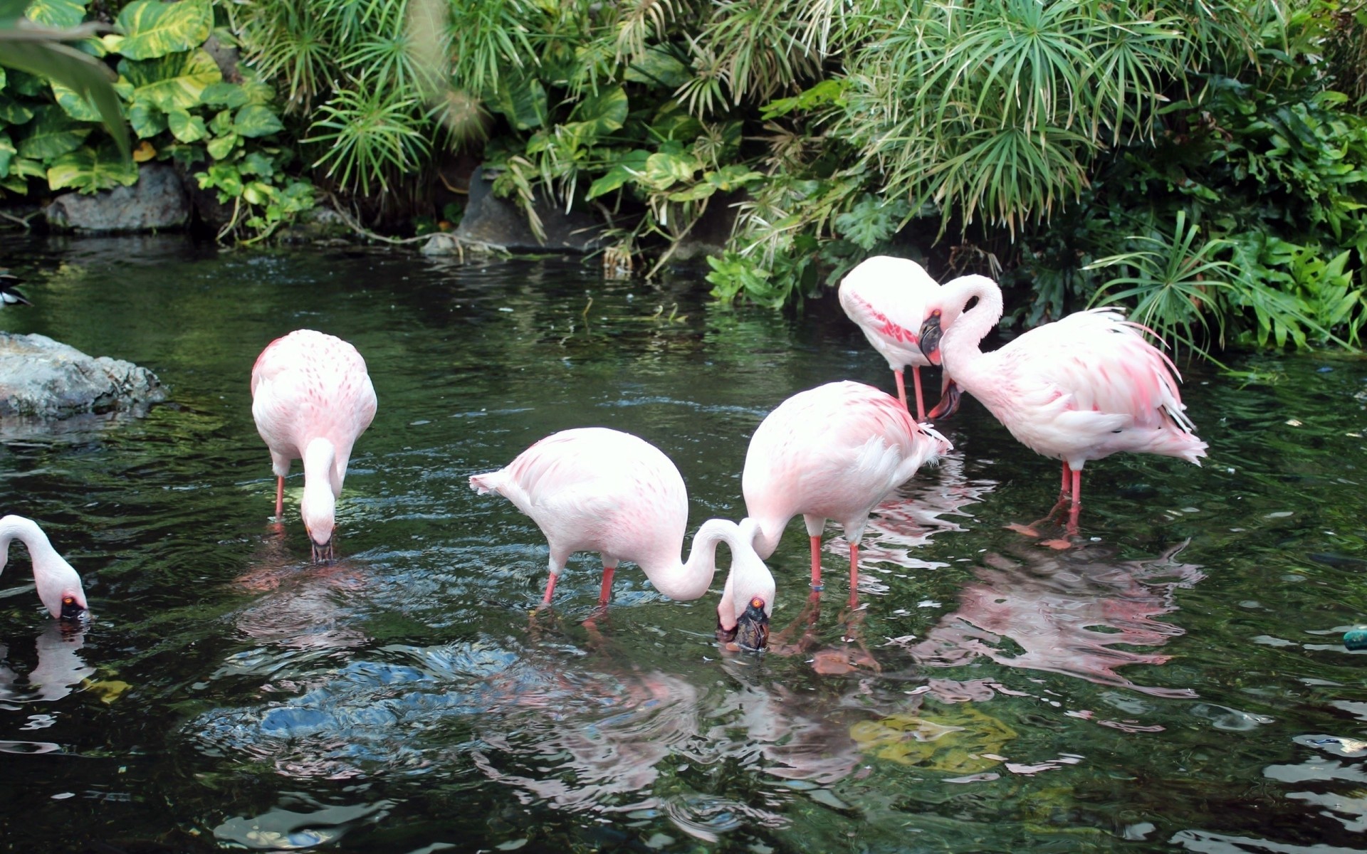 flamants roses plantes boire rivière oiseaux