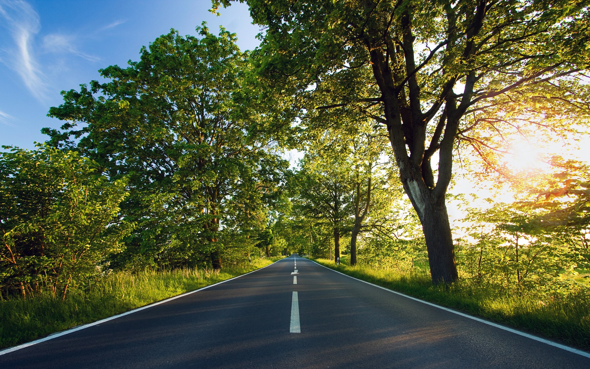 vert route arbres soleil