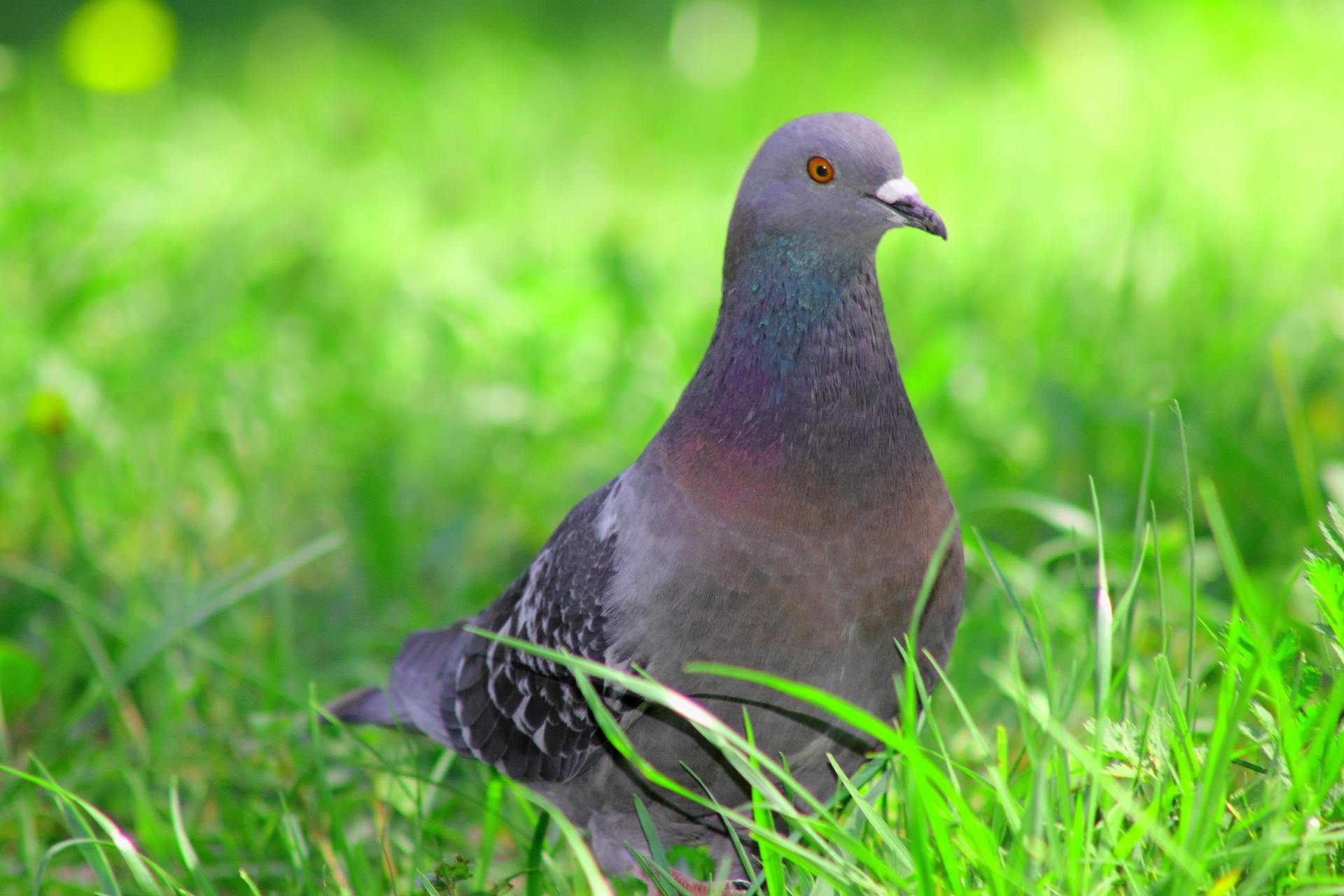 vögel taube gras