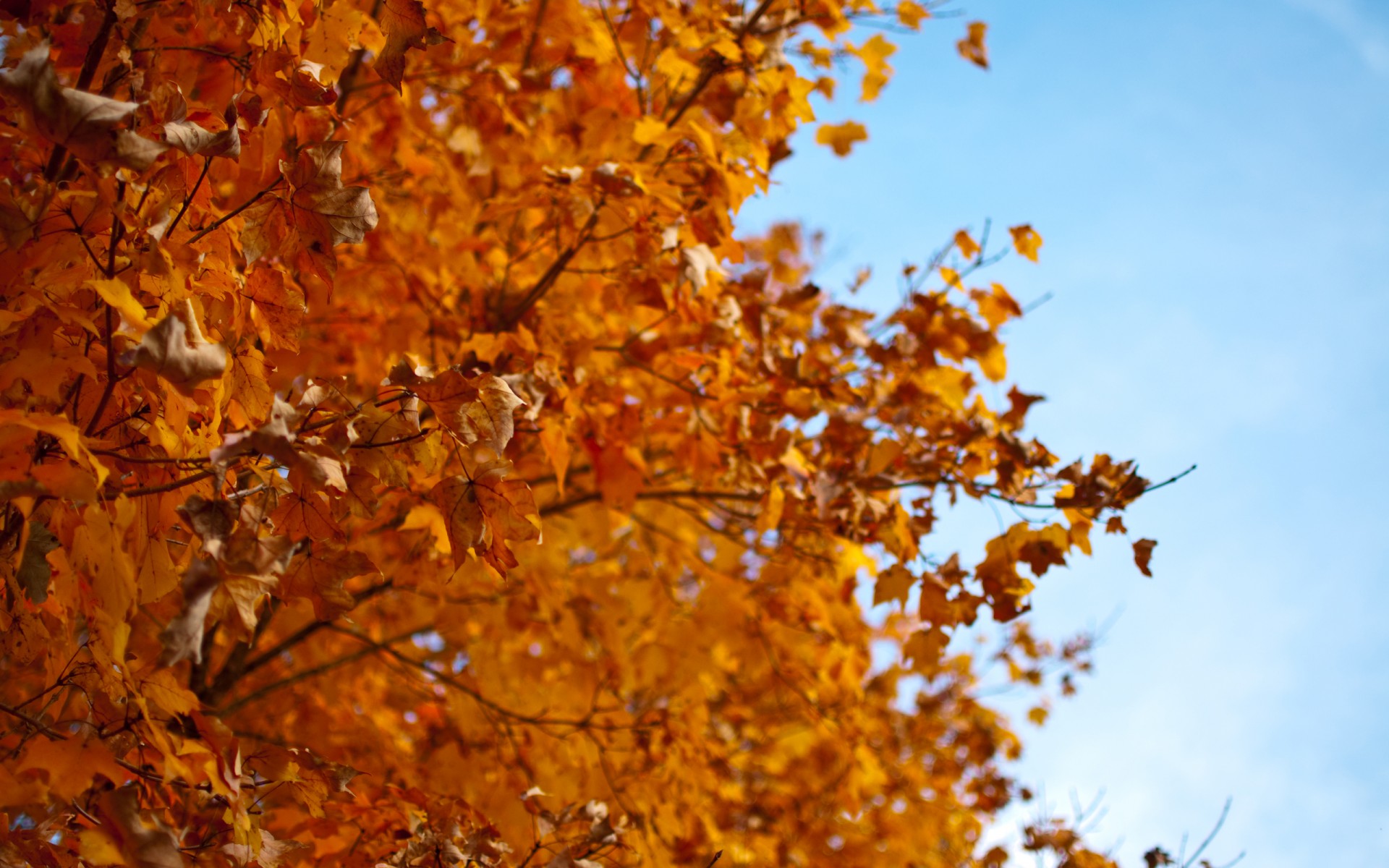 herbst baum blätter rot