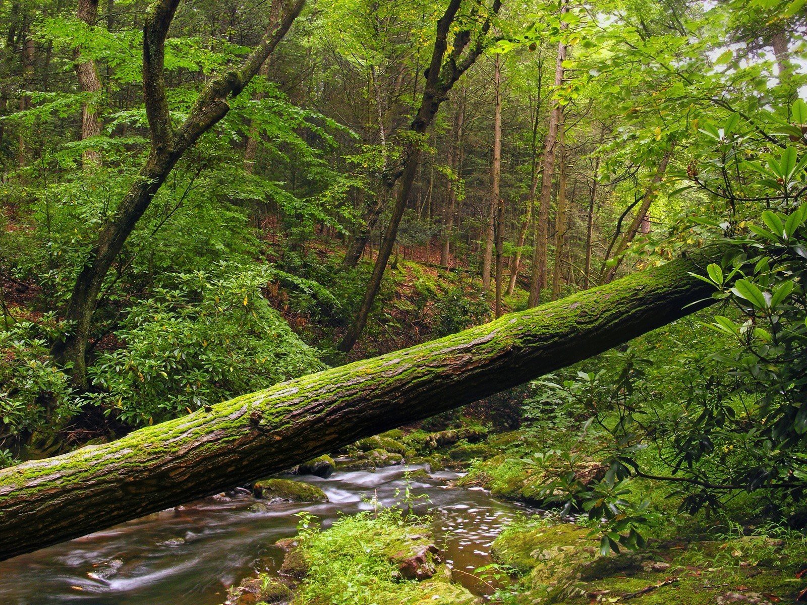 baum wald laub wasser