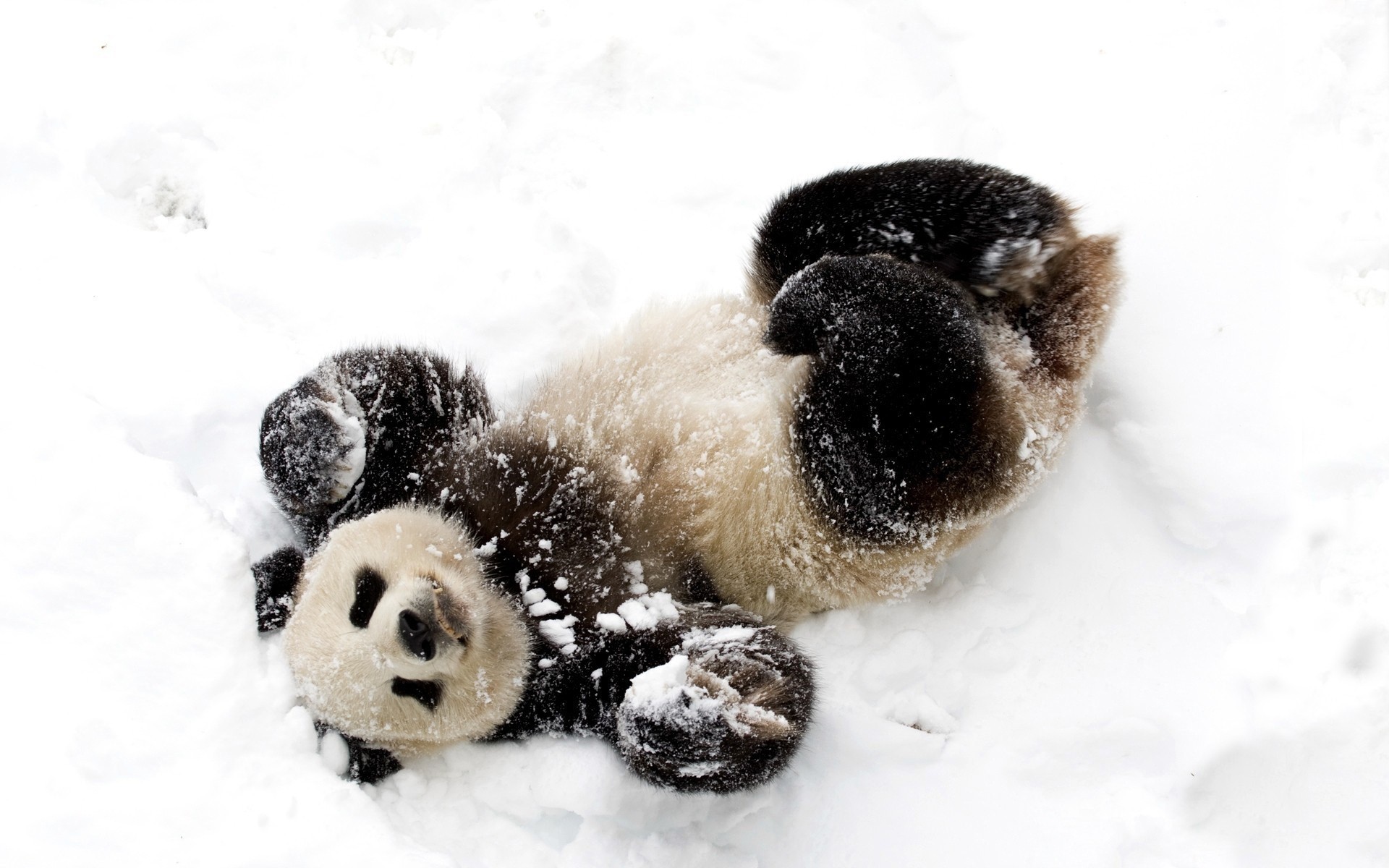 niedźwiedź śnieg zima panda natura