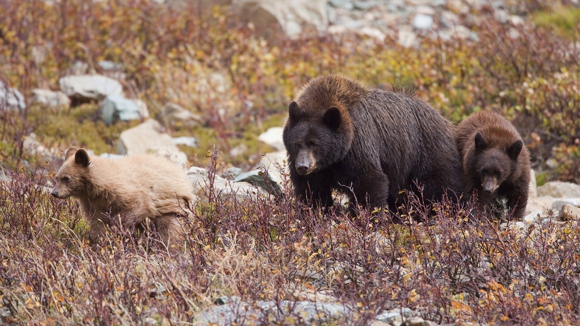 little family cubs bear bear