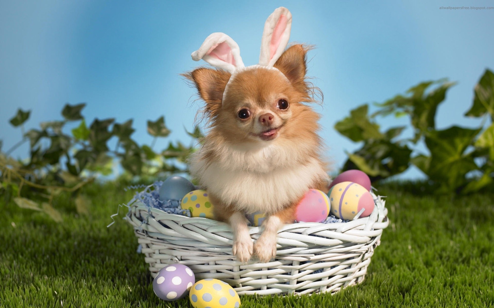 dog hare eggs easter