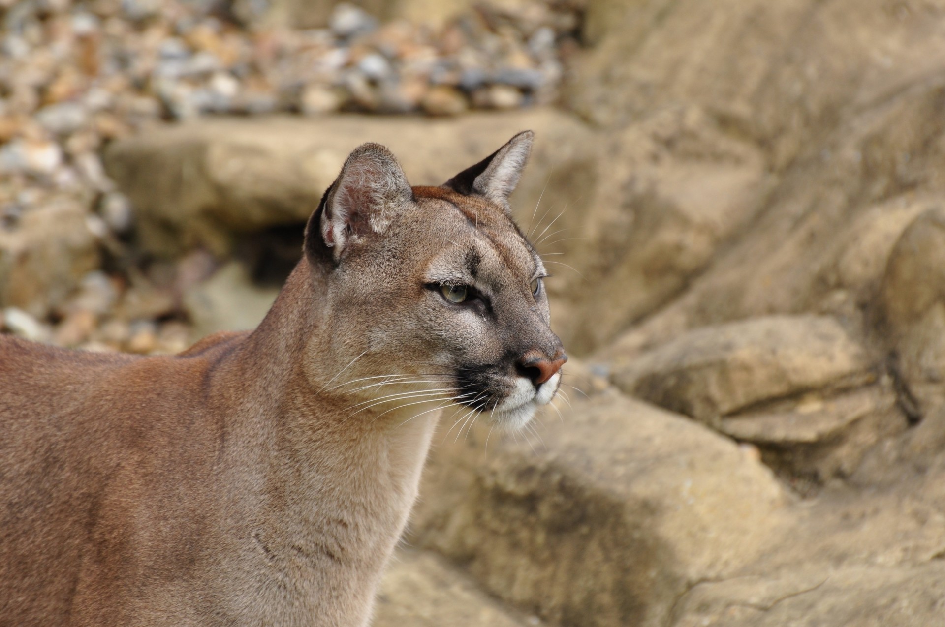 żbik puma lew górski