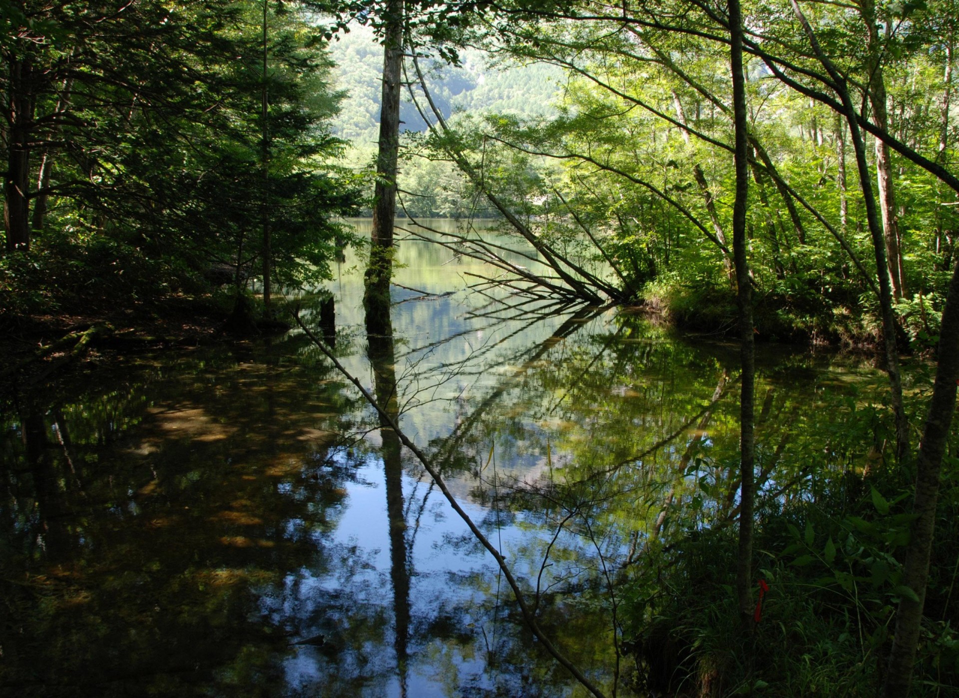 río agua reflexión árboles hojas ramas