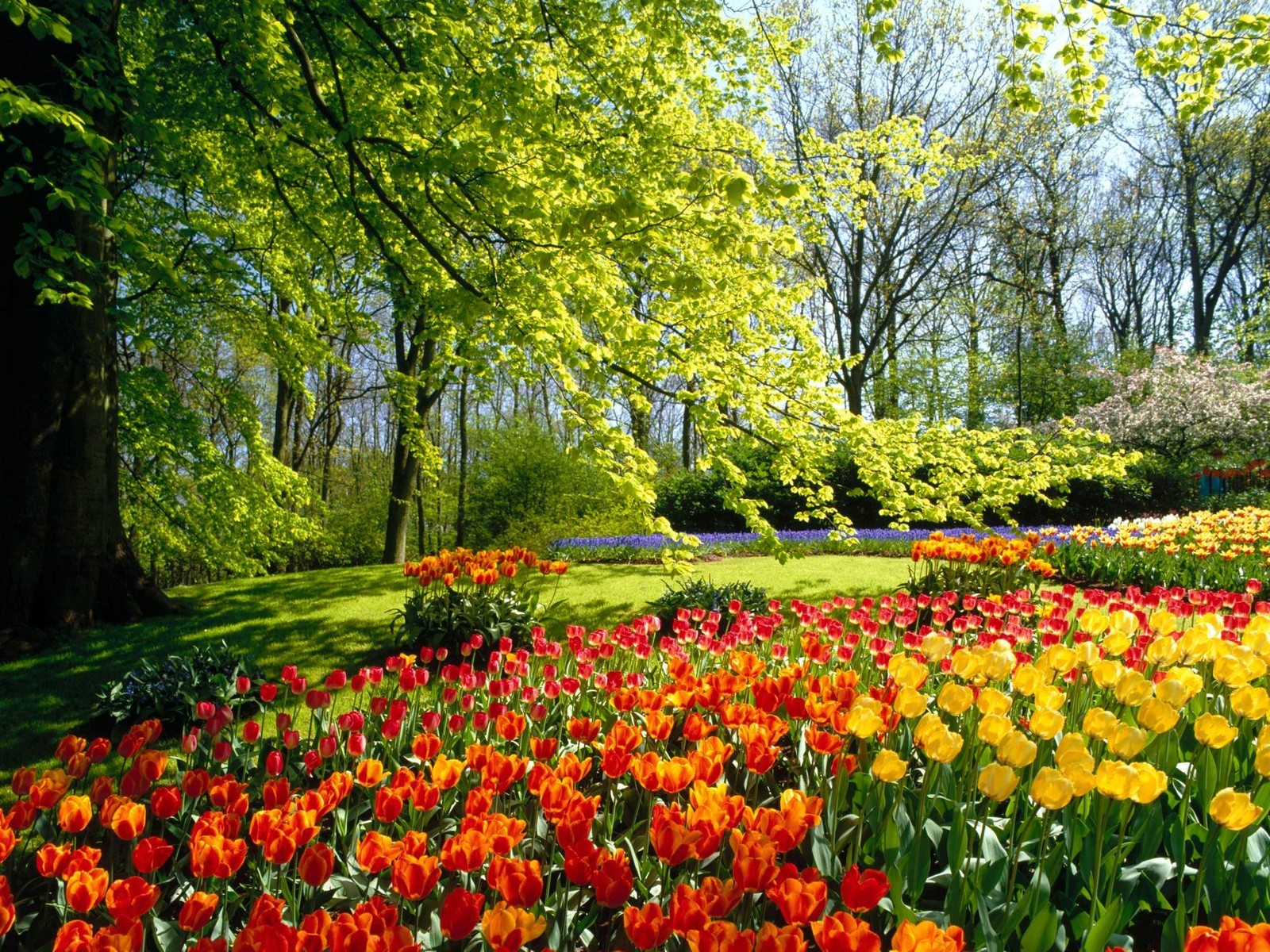 tree flower tulips paint bright