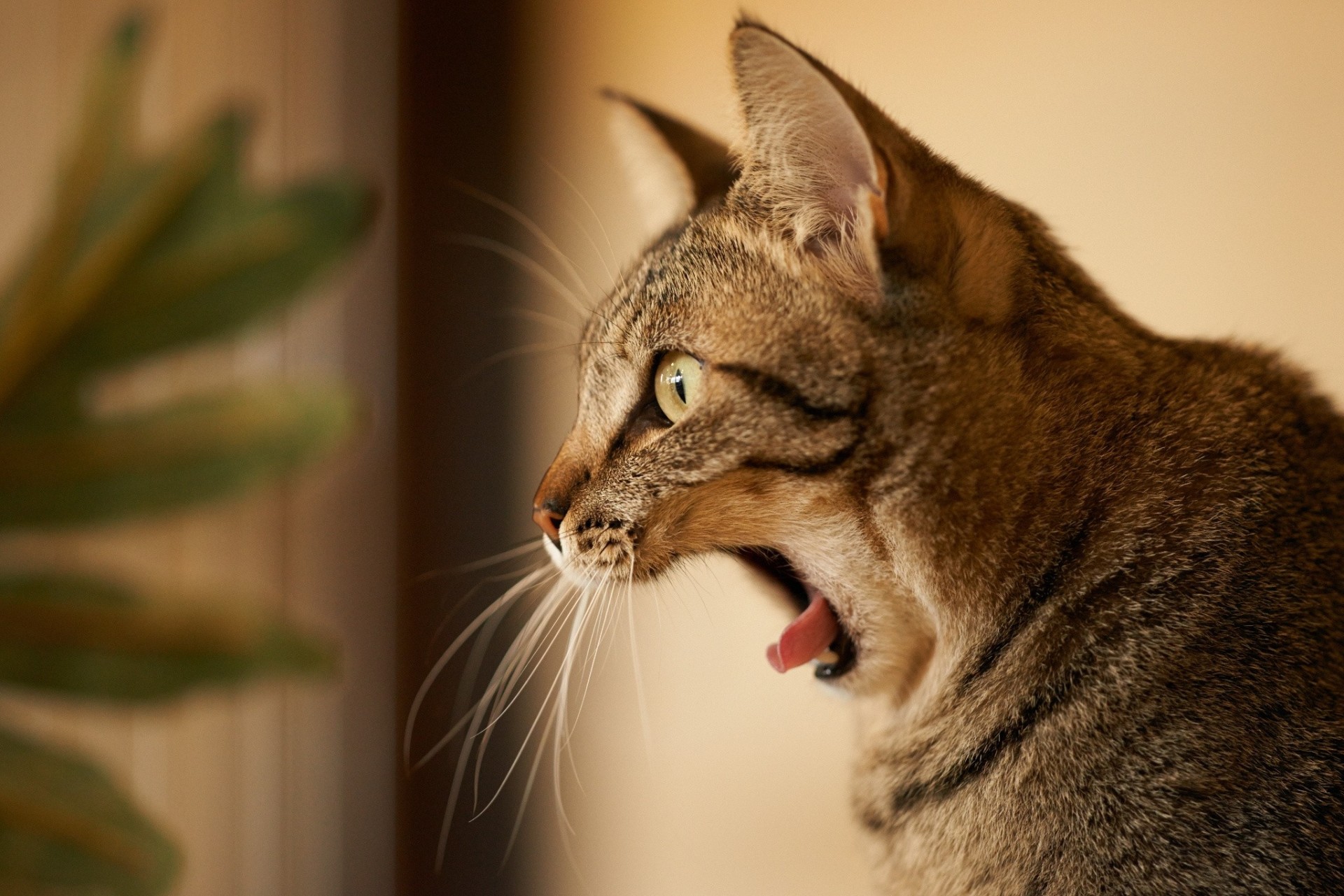 perfil bostezo gato