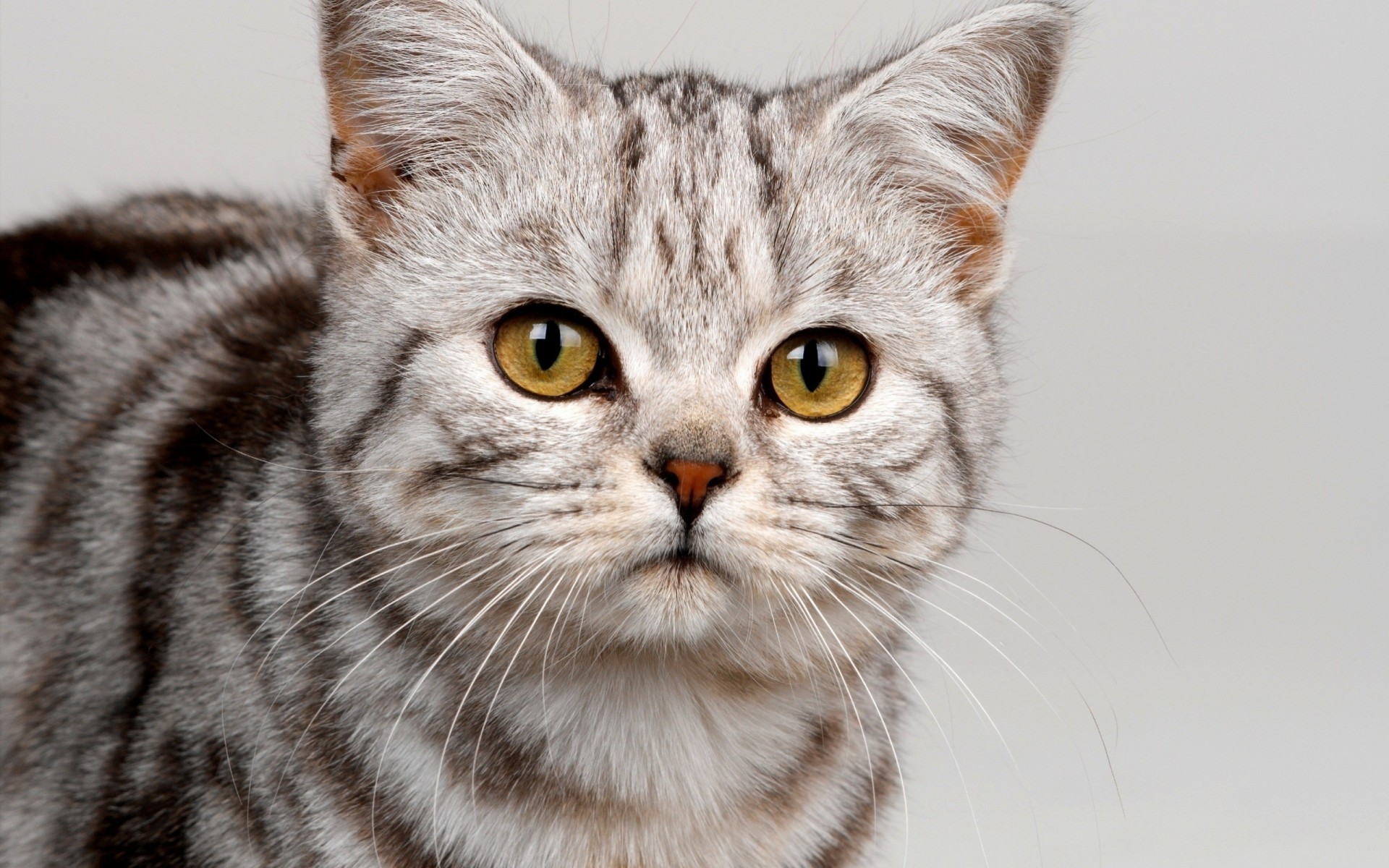 katze gestreift niedlich aussehen zähne