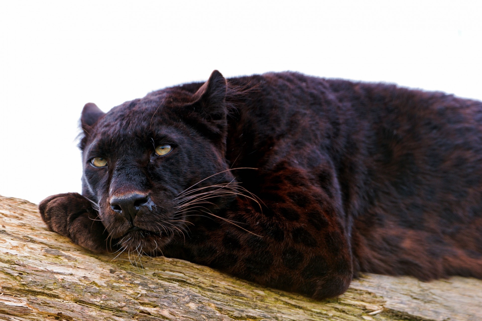 panthère prédateur grand chat