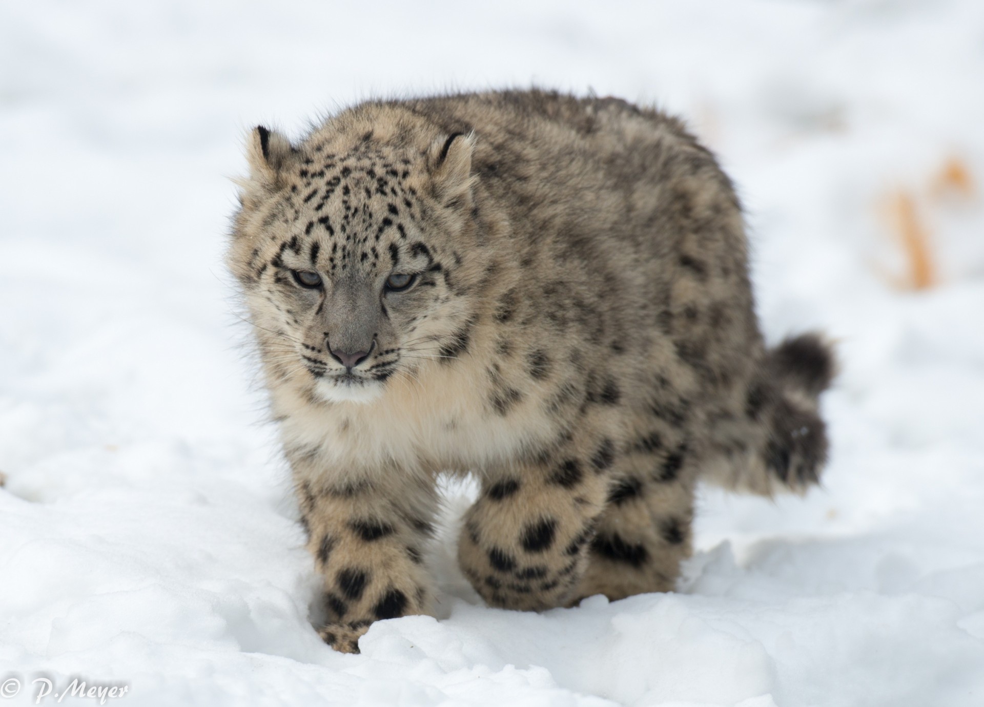 cucciolo bestia neve gatto selvatico leopardo