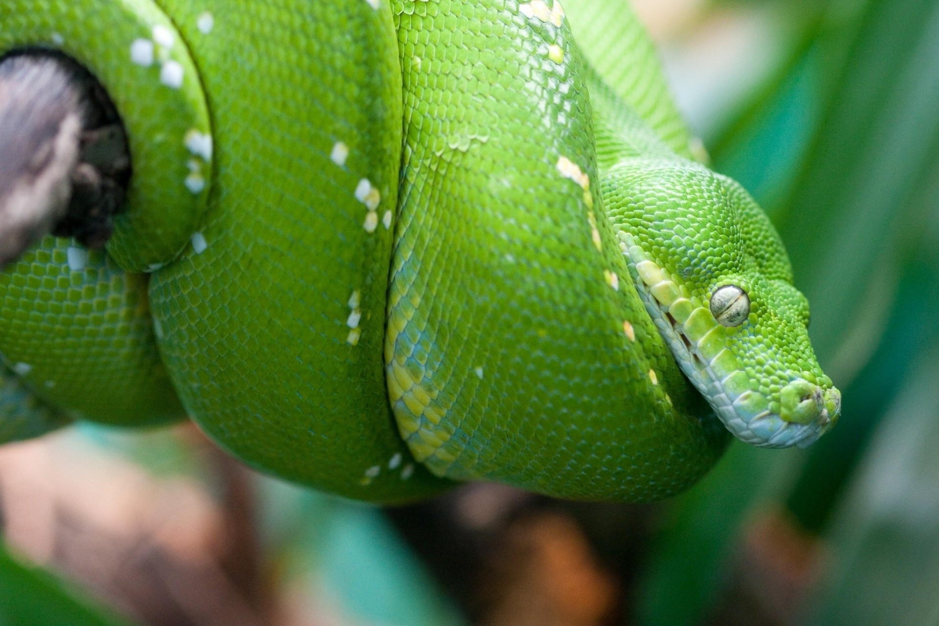 pitón serpiente