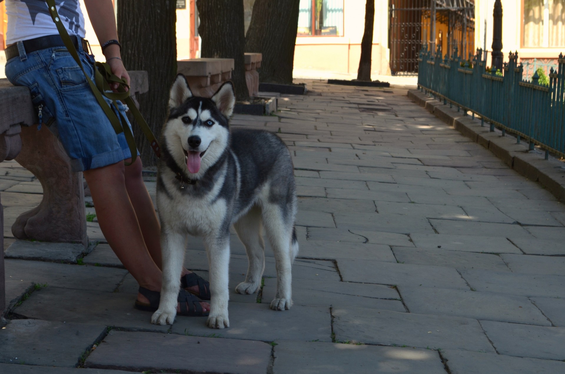 chien husky été