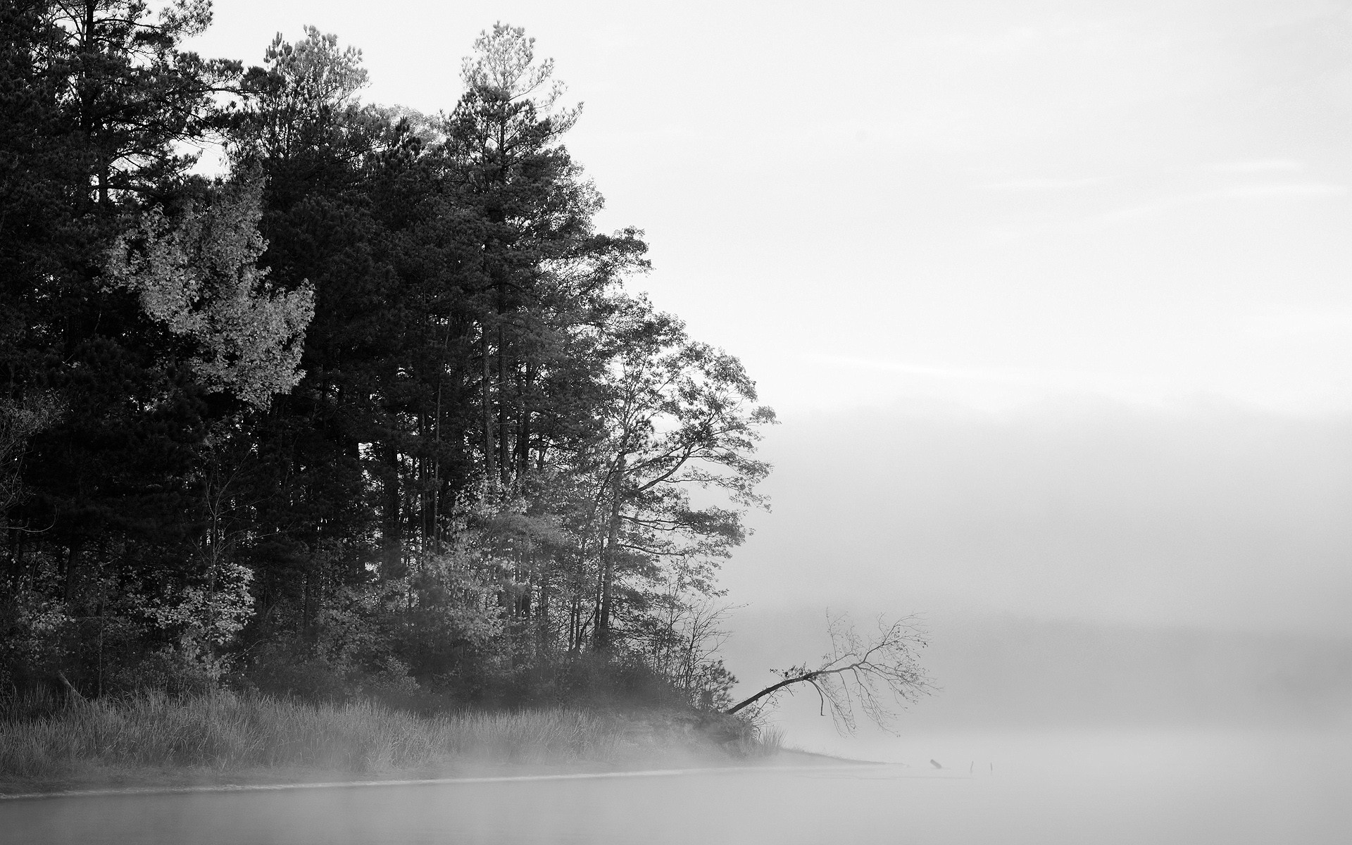 blanco y negro niebla bosque lago árboles agua