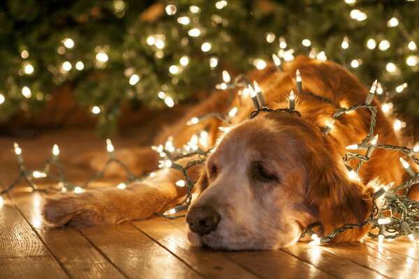 Un chien triste s emmêle dans le gtrland du nouvel an