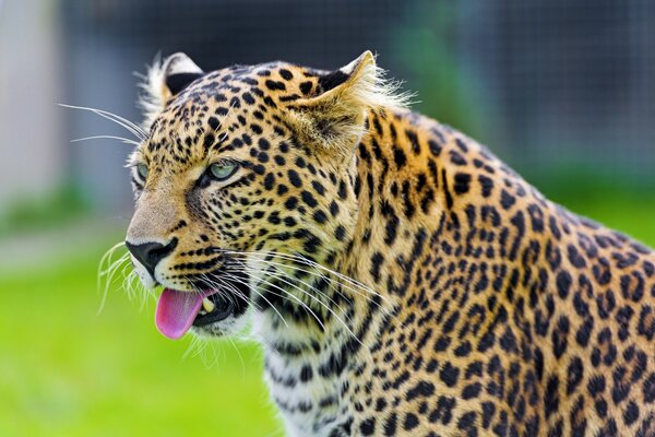 Animal leopardo muestra la lengua