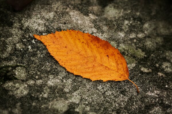 Orange leaf in autumn on the ground