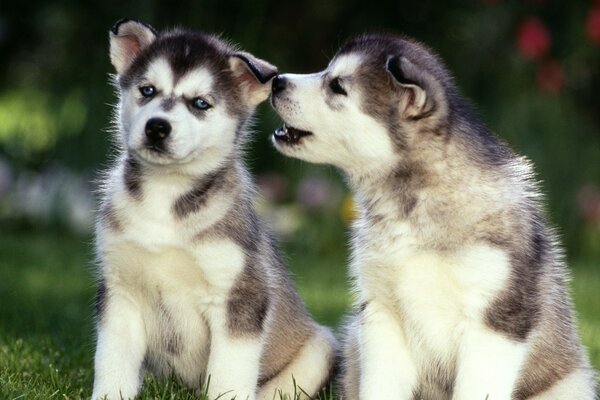 Deux chiots assis sur l herbe