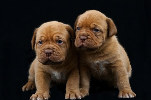 Puppies of the Bordeaux Great Dane breed on a black background