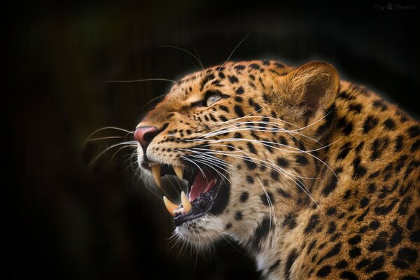 Wilder Leopard mit Reißzähnen auf schwarzem Hintergrund