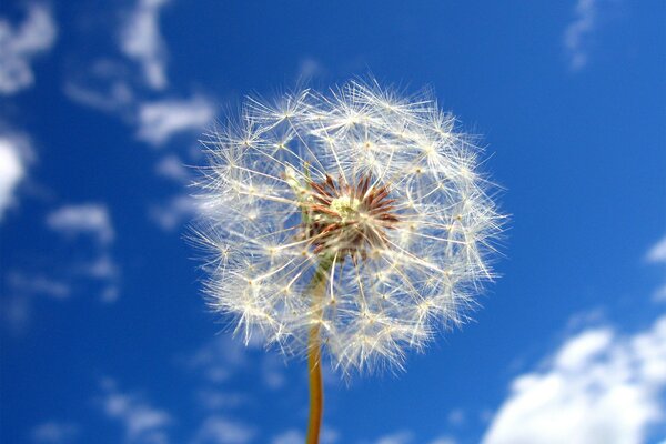 Diente de León blanco contra el cielo azul