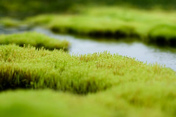 Greenery and swamp water is visible