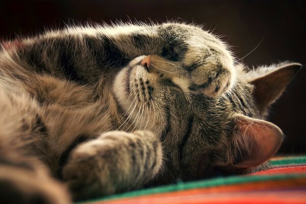 El pequeño gatito duerme con la pata cerrada